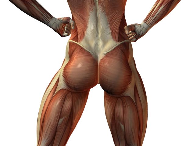 Anatomical Exploration of the Female Buttocks