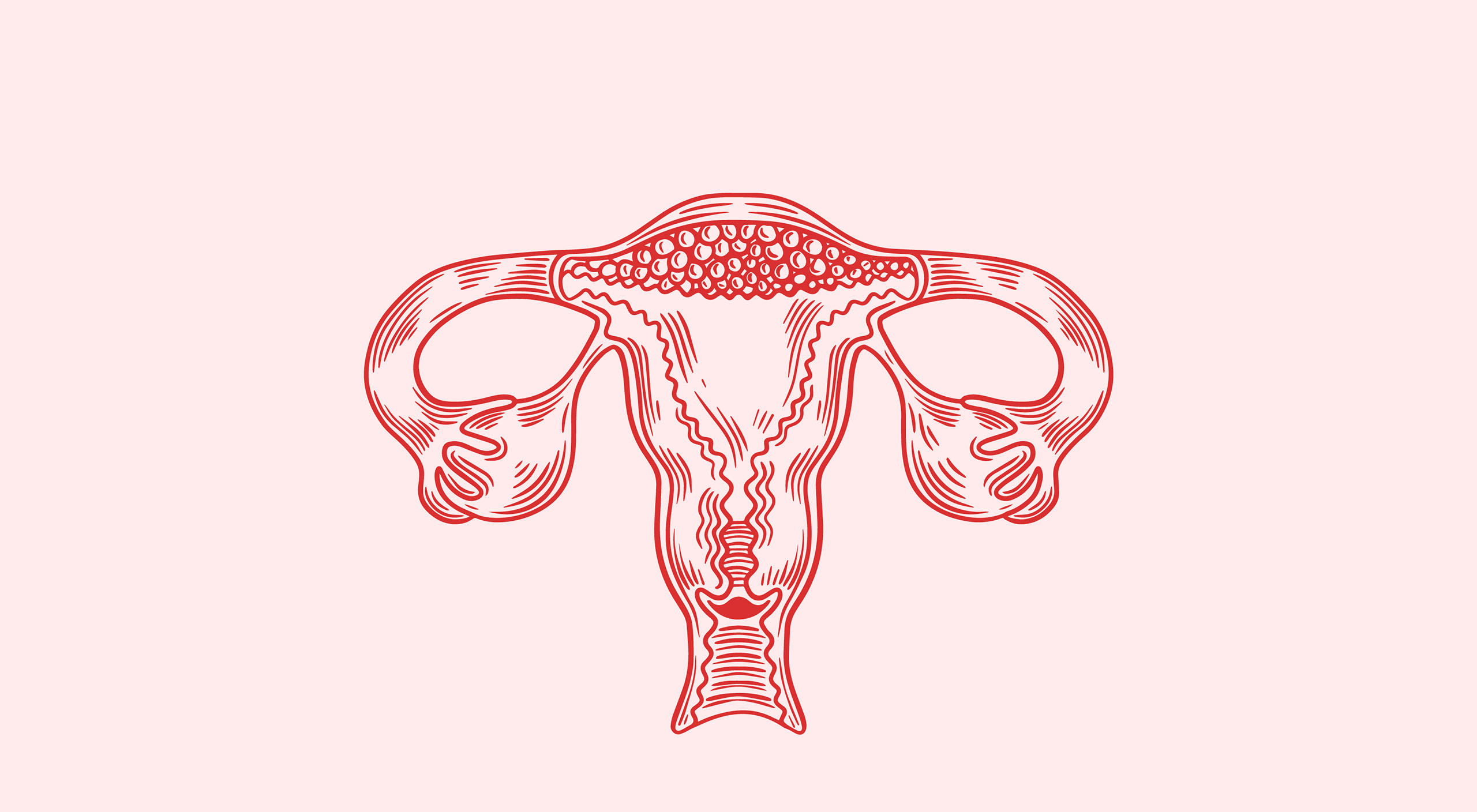 Illustration rendering of the internal female reproductive organ. (Image by freepik.com)