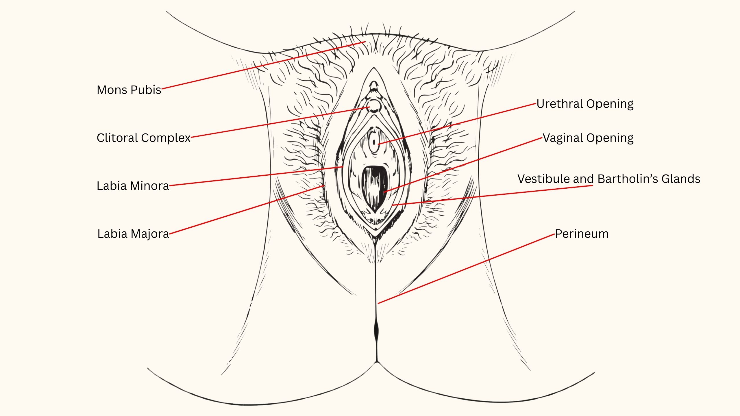 Labeled anatomical illustration of the female vulva