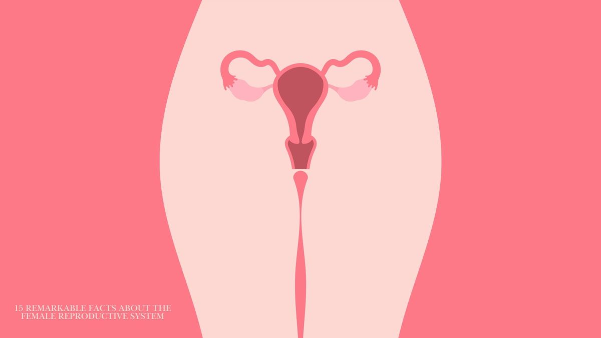 Illustrated diagram of the female reproductive system highlighting vulva and vagina anatomy