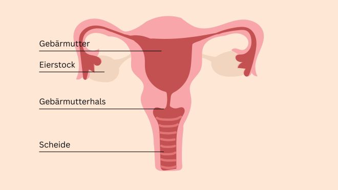 Lehrreiche Illustration der weiblichen Beckenanatomie mit Gebärmutter, Eierstöcken, Gebärmutterhals, Klitoris und Beckenbodenmuskulatur.