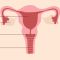 Ilustración educativa de la anatomía pélvica femenina que muestra útero, ovarios, cérvix, clítoris y músculos del suelo pélvico.