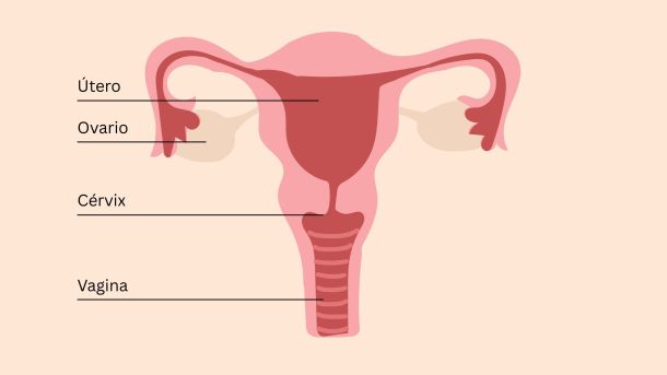 Ilustración educativa de la anatomía pélvica femenina que muestra útero, ovarios, cérvix, clítoris y músculos del suelo pélvico.