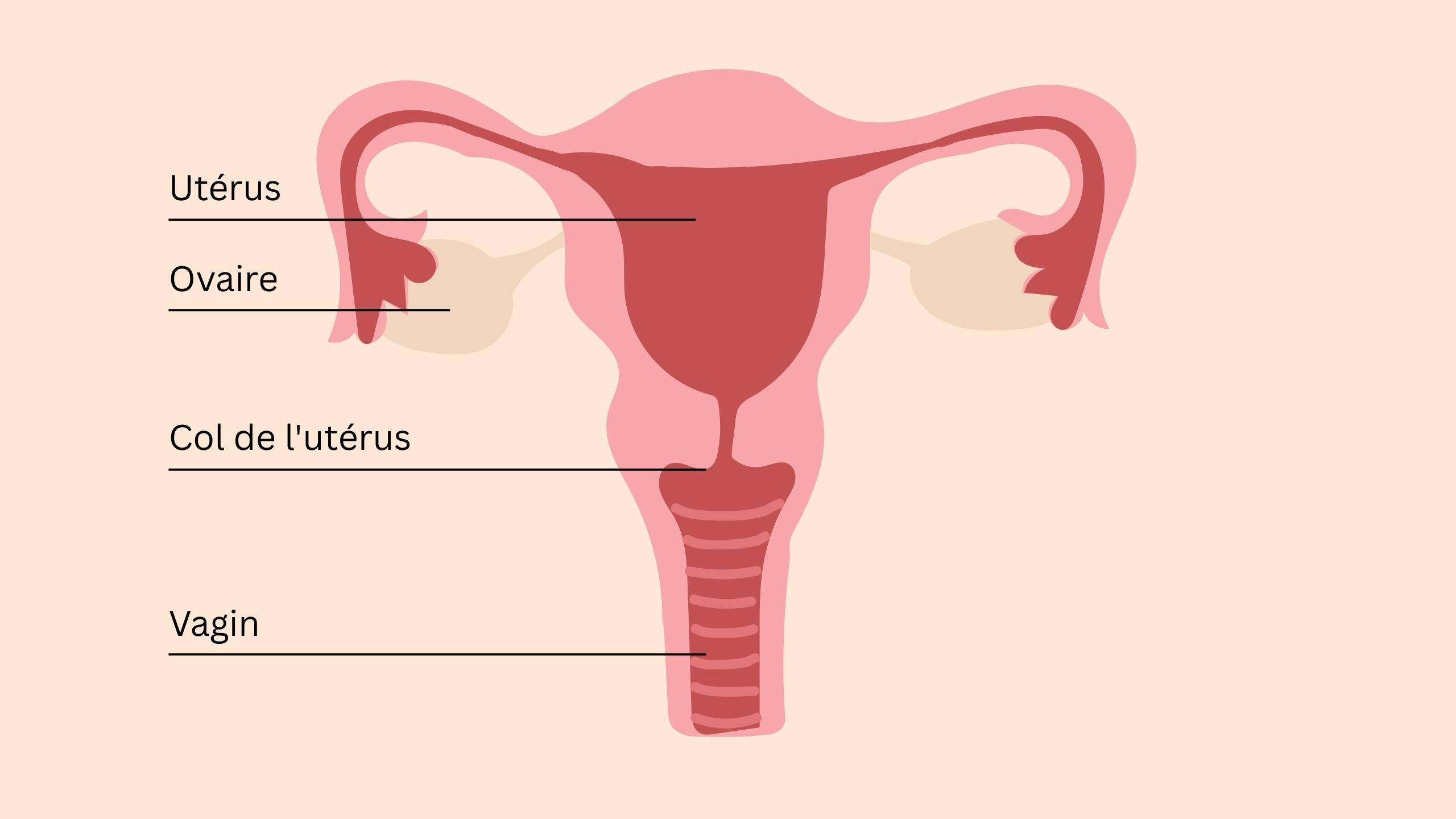 Illustration éducative de l’anatomie pelvienne féminine montrant utérus, ovaires, col de l’utérus, clitoris et muscles du plancher pelvien.