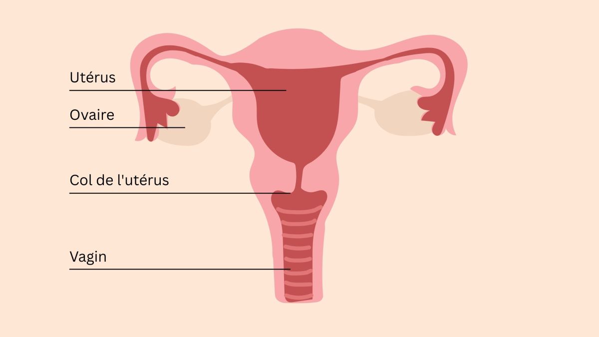 Illustration éducative de l’anatomie pelvienne féminine montrant utérus, ovaires, col de l’utérus, clitoris et muscles du plancher pelvien.