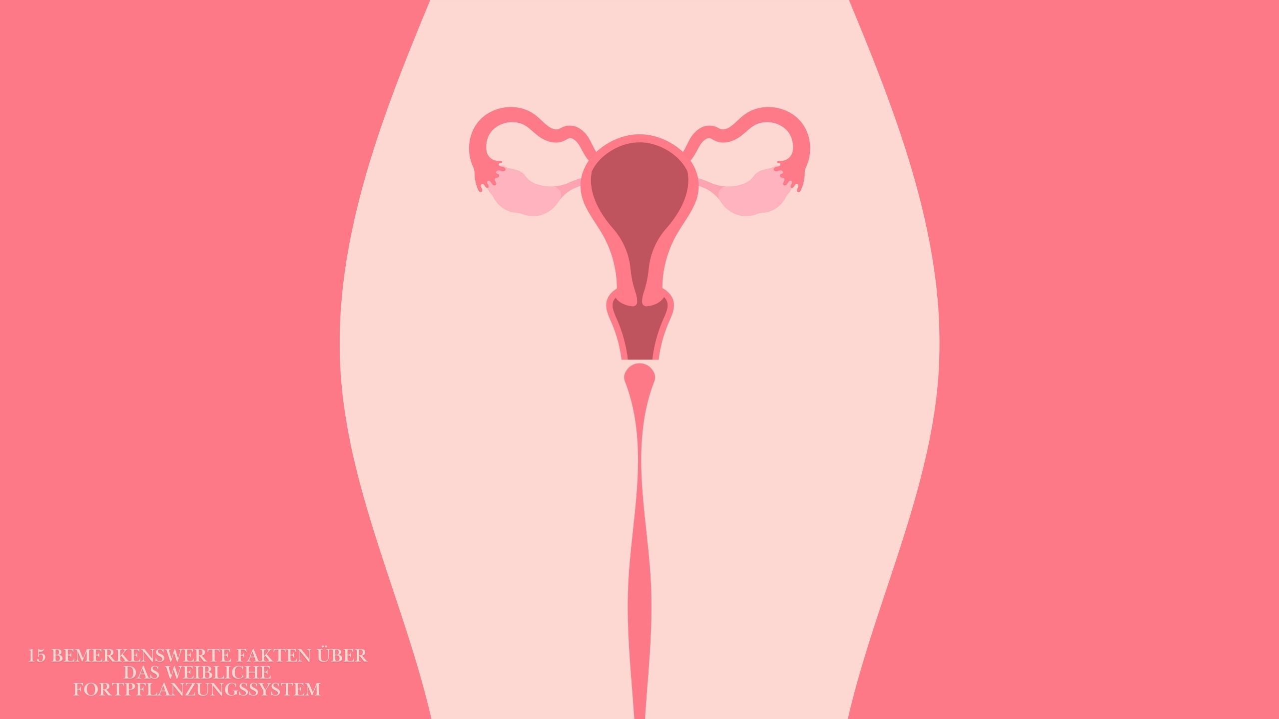 Illustriertes Diagramm des weiblichen Fortpflanzungssystems, das die Anatomie von Vulva und Vagina hervorhebt