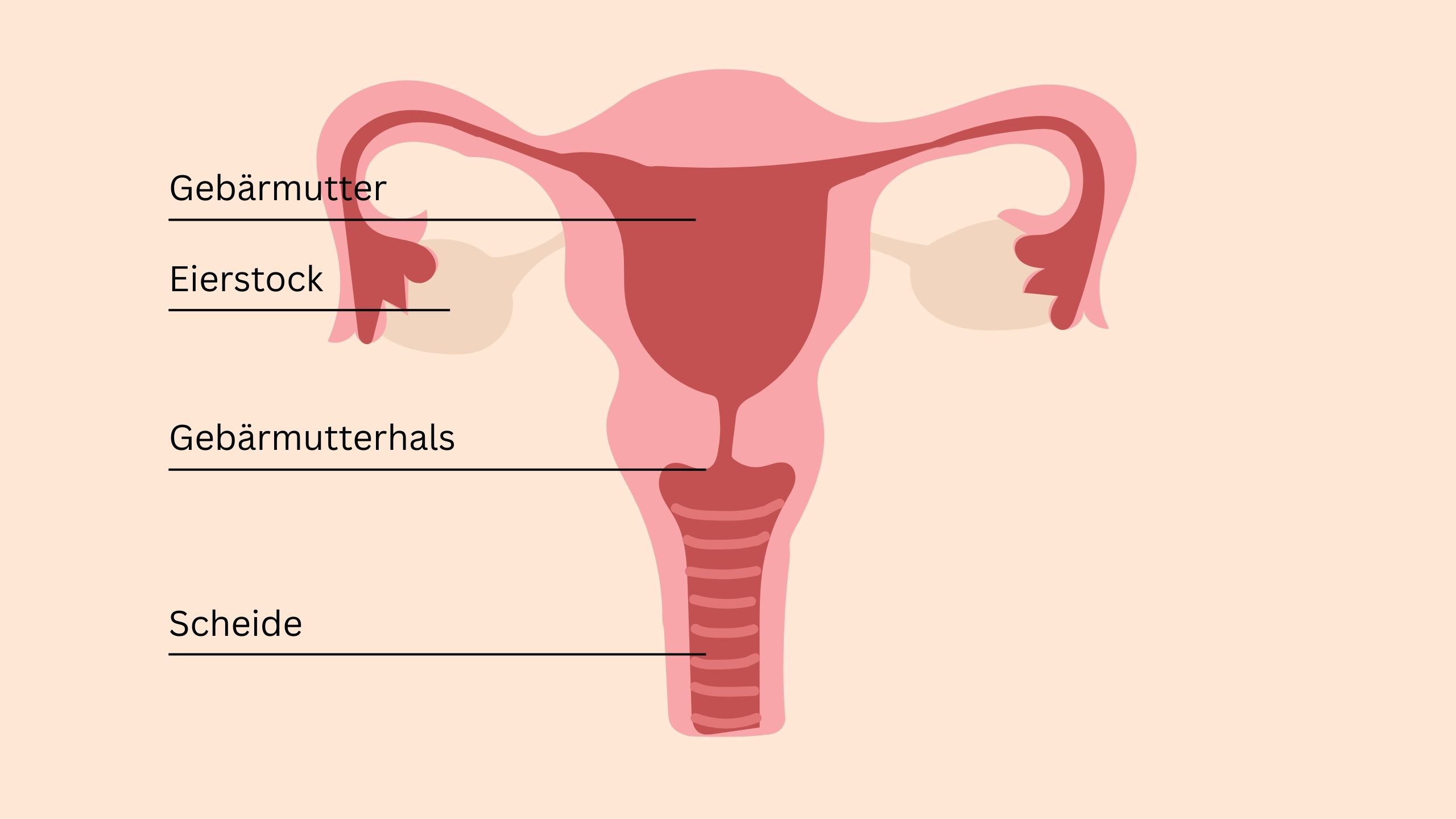 Lehrreiche Illustration der weiblichen Beckenanatomie mit Gebärmutter, Eierstöcken, Gebärmutterhals, Klitoris und Beckenbodenmuskulatur.