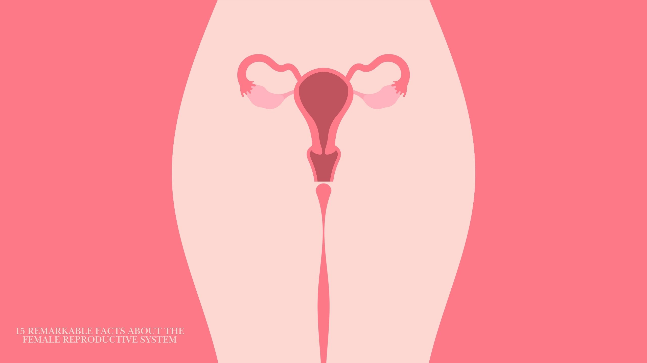 Illustrated diagram of the female reproductive system highlighting vulva and vagina anatomy