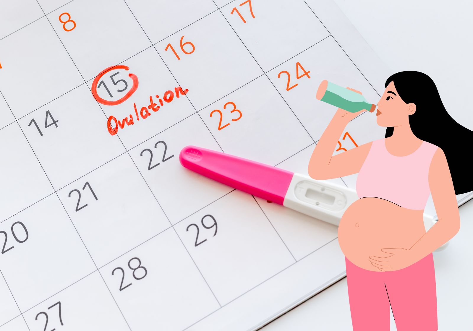 illustration d'un calendrier de suivi du cycle menstruel