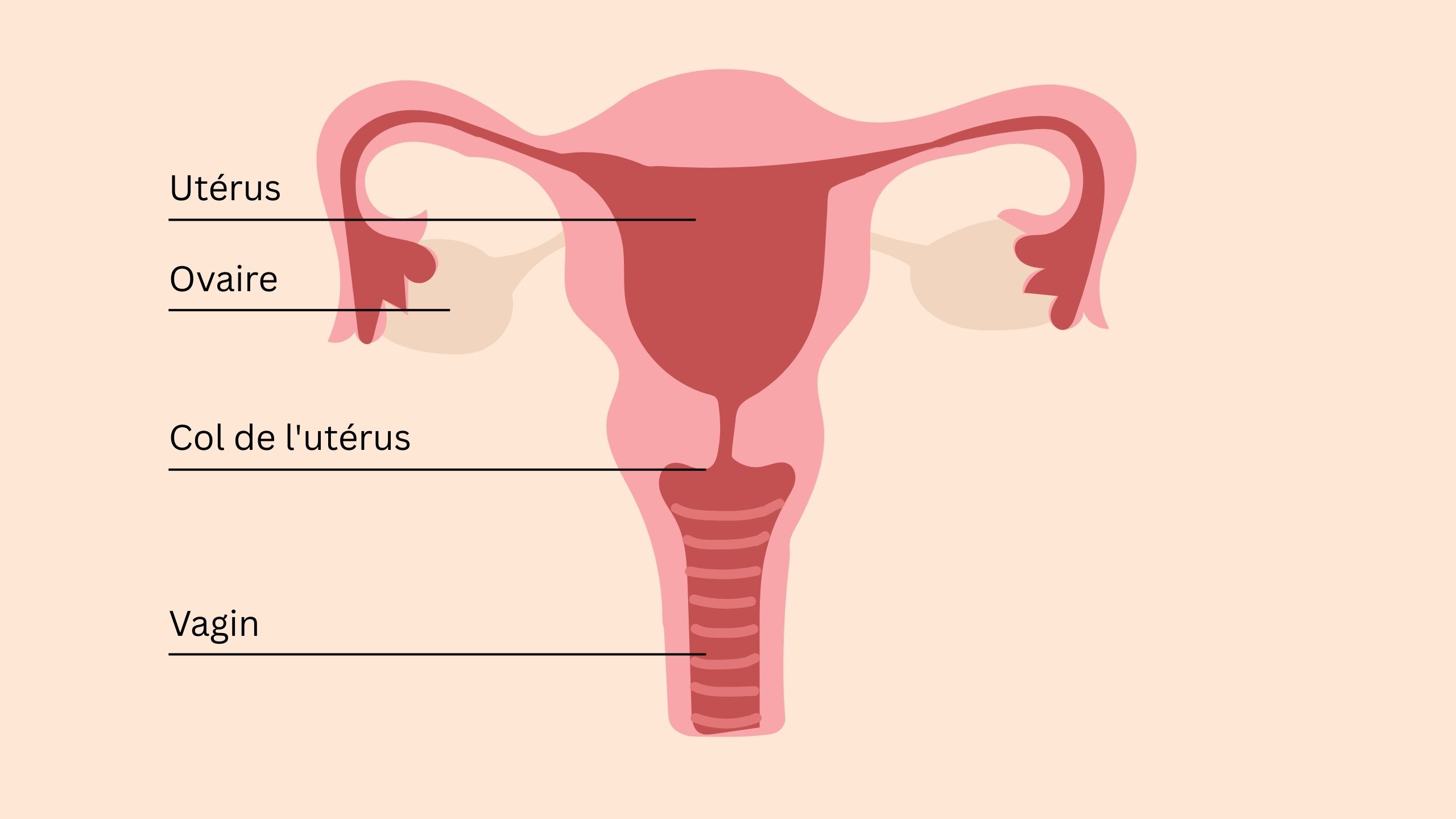 Illustration &eacute;ducative de l&rsquo;anatomie pelvienne f&eacute;minine montrant ut&eacute;rus, ovaires, col de l&rsquo;ut&eacute;rus, clitoris et muscles du plancher pelvien.