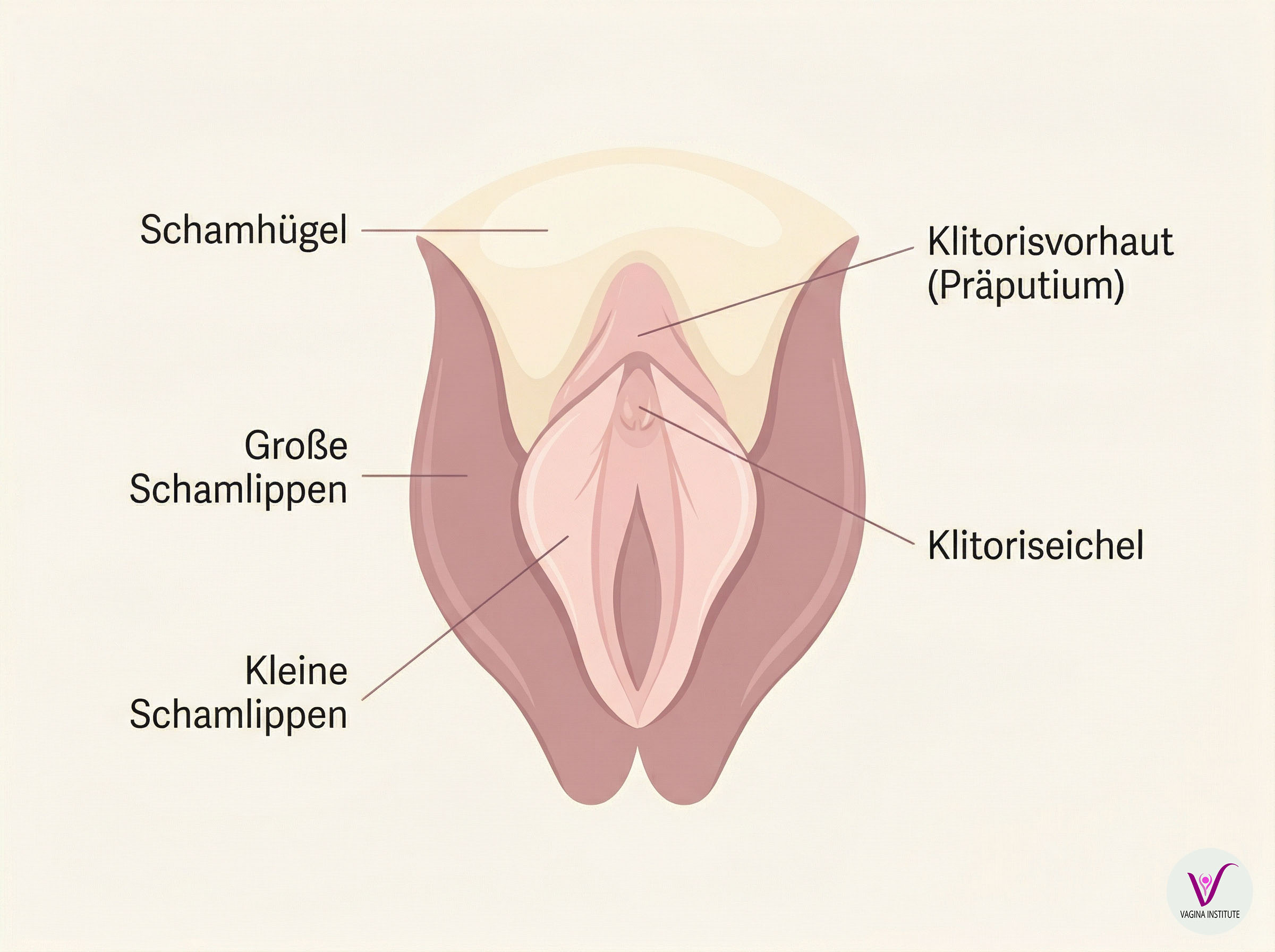 Sanftes anatomisches Diagramm der äußeren weiblichen Anatomie einschließlich Klitorisvorhaut und Klitoriseichel