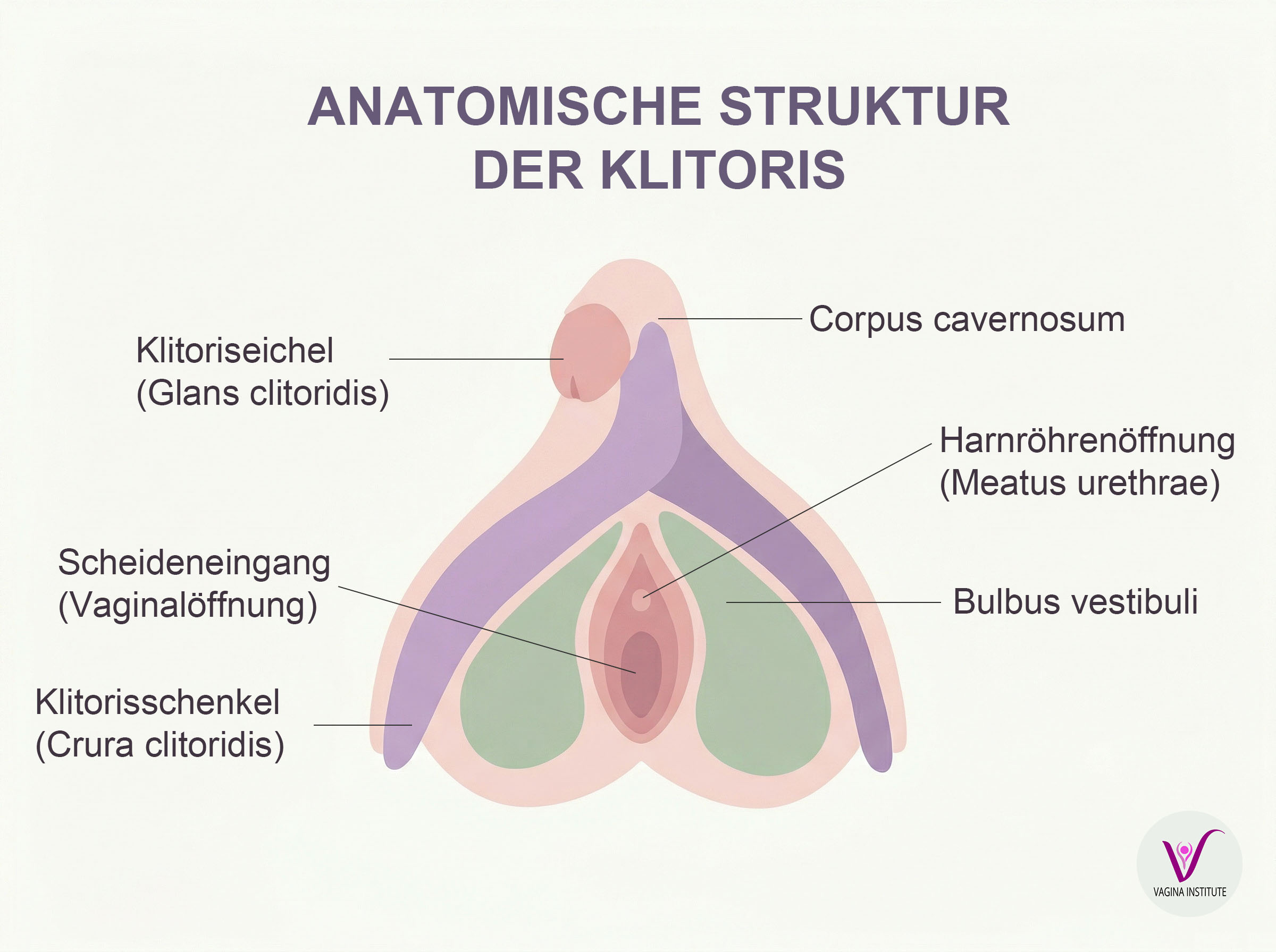 Anatomische Illustration der vollständigen inneren Struktur der Klitoris einschließlich Glans, Korpus, Crura und Vestibularbulbi