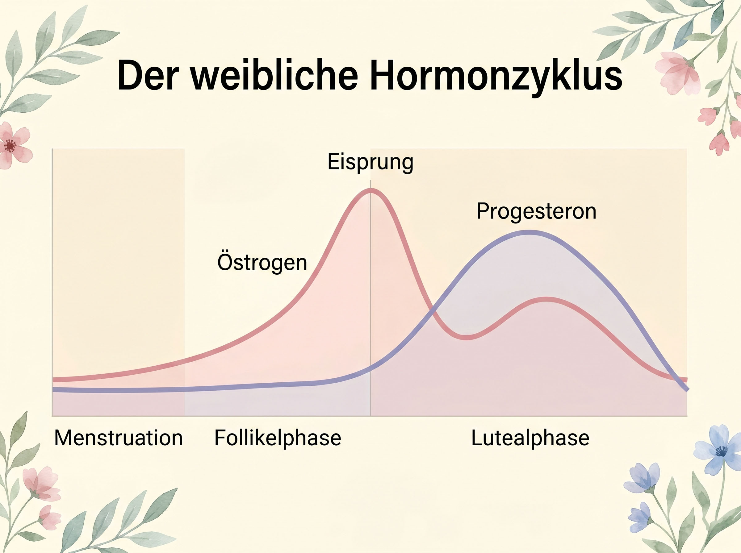 Diagramm der natürlichen hormonellen Zyklusphasen Östrogen Progesteron Eisprung