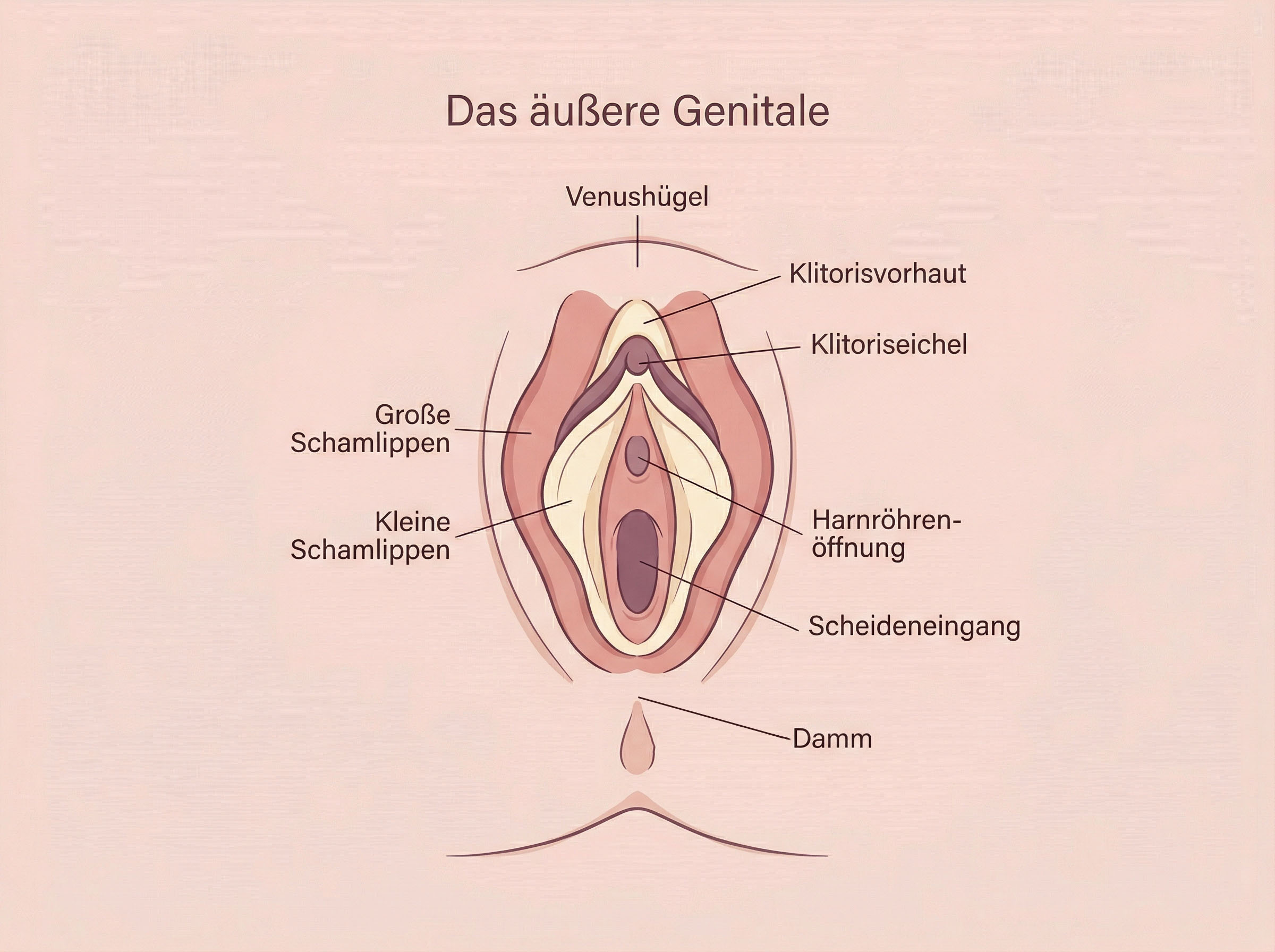 Illustriertes Diagramm der äußeren weiblichen Anatomie einschließlich Vulva und Klitorisstruktur
