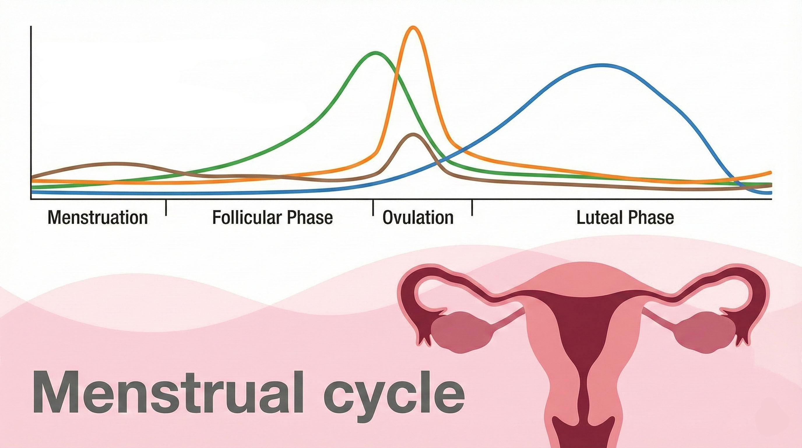 Menstrual Cycle Hormone Graph