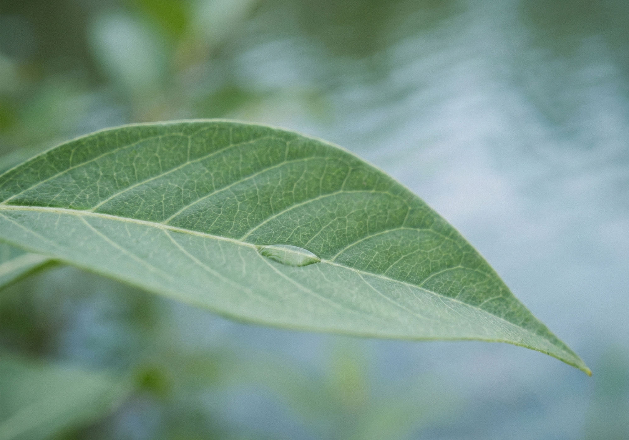 Una toma macro de una hoja