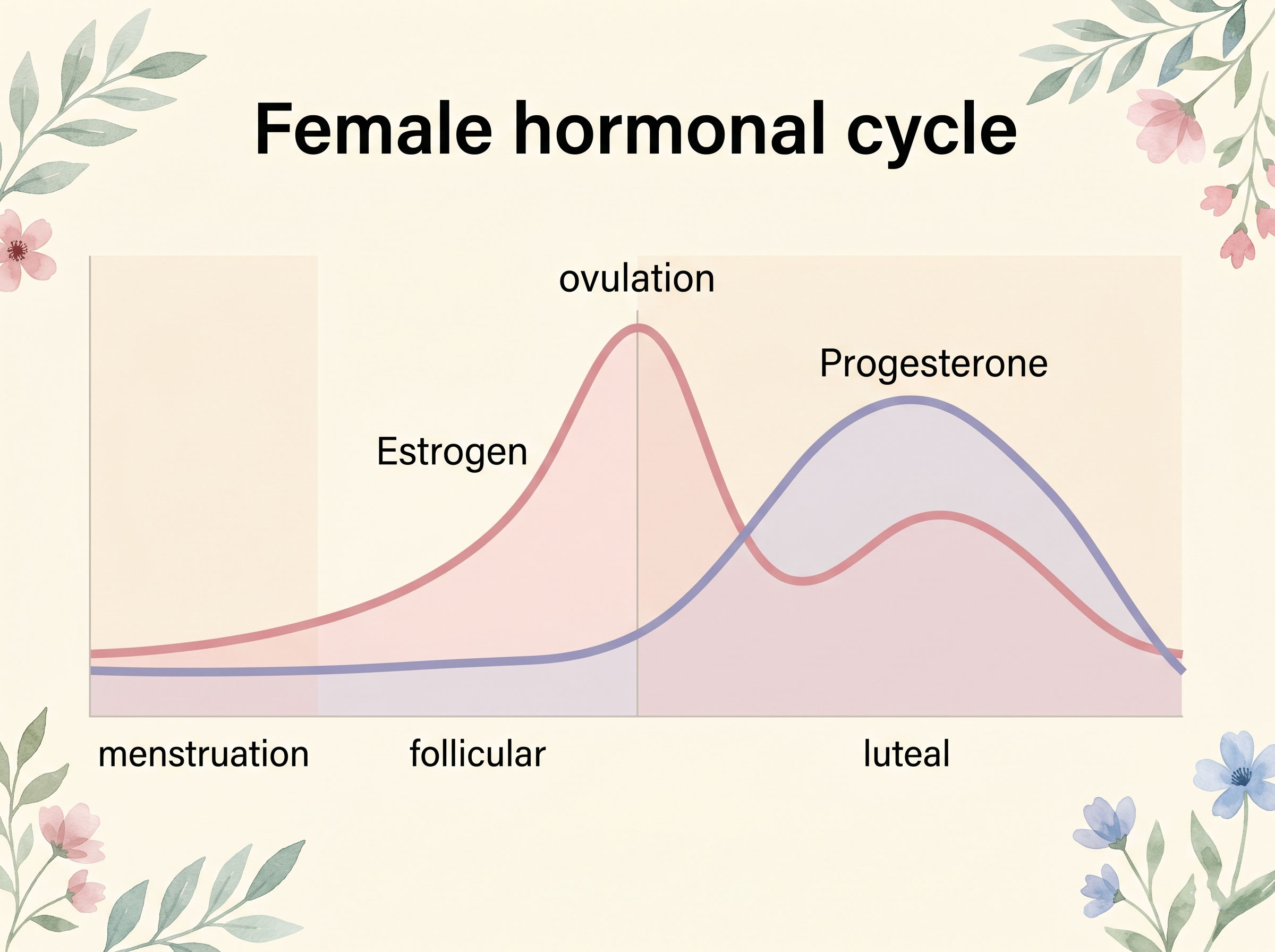 Diagram of natural hormonal cycle phases estrogen progesterone ovulation