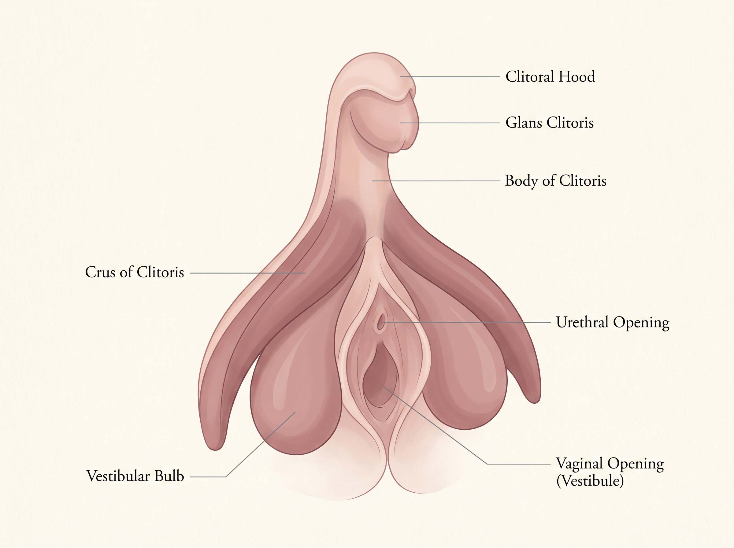 Anatomical diagram showing the internal structure of the clitoris including glans, hood, body, crura and vestibular bulbs