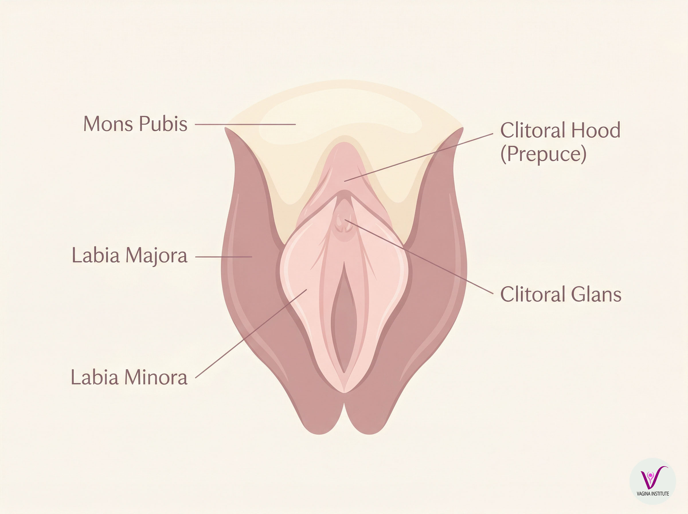 Gentle anatomical diagram showing the external female anatomy including the clitoral hood and clitoral glans