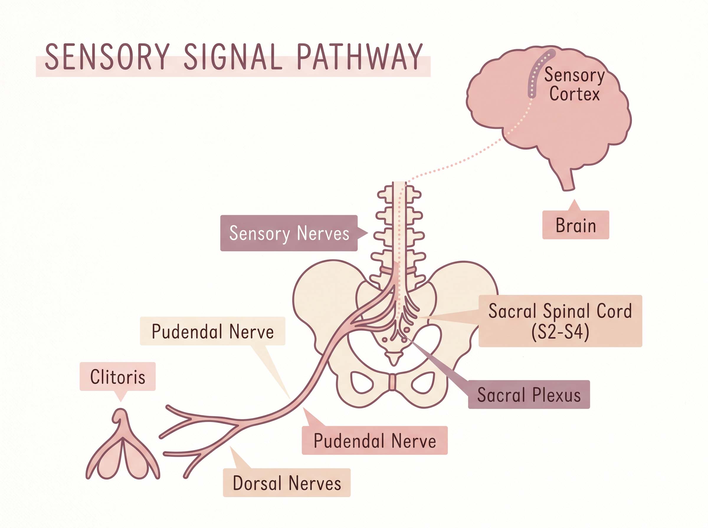 Educational diagram showing how sensory signals travel from the clitoris along the dorsal nerve and pudendal nerve to the sacral spinal cord and brain
