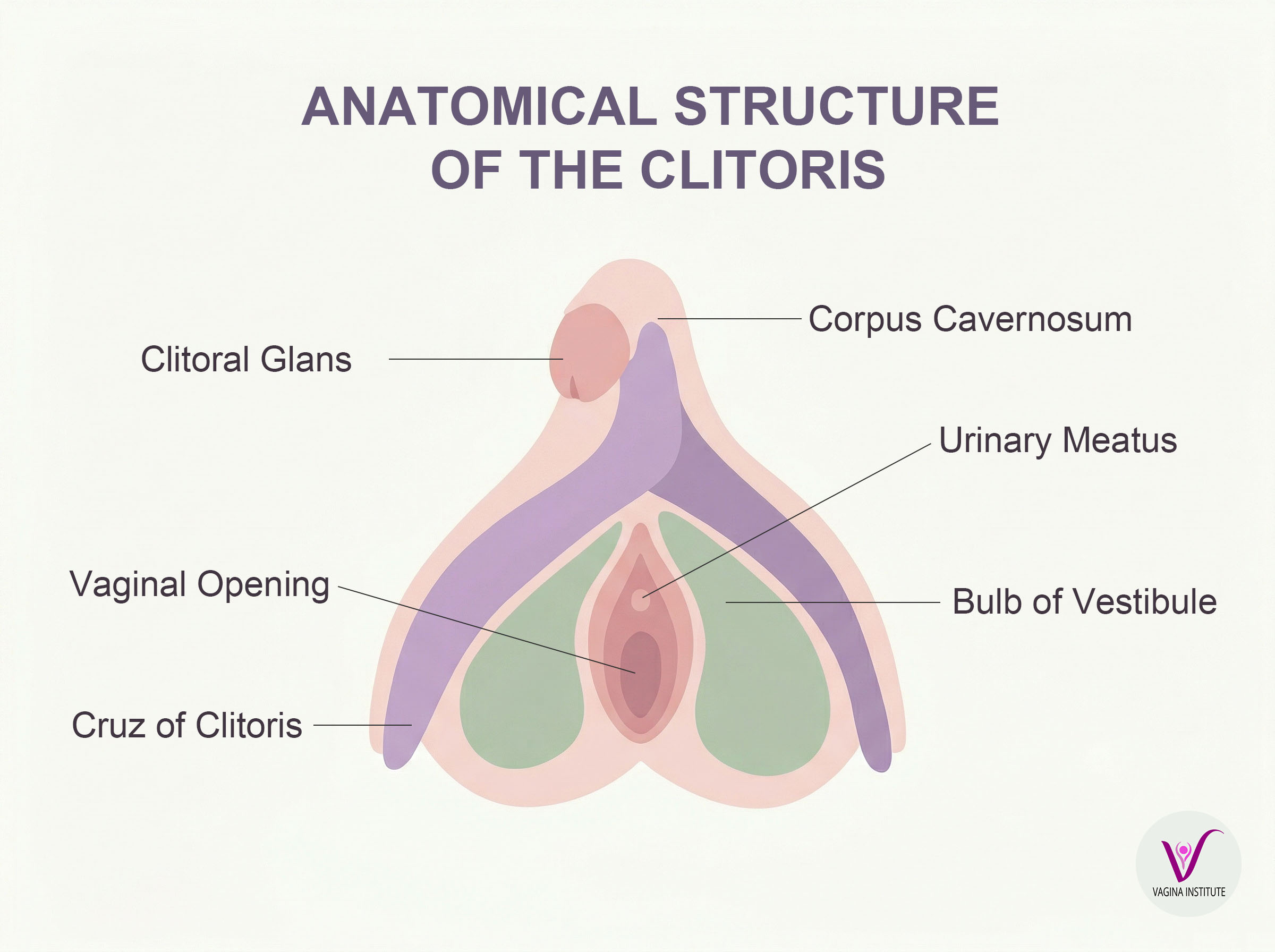 Anatomical illustration showing the full internal structure of the clitoris including glans, body, crura and vestibular bulbs