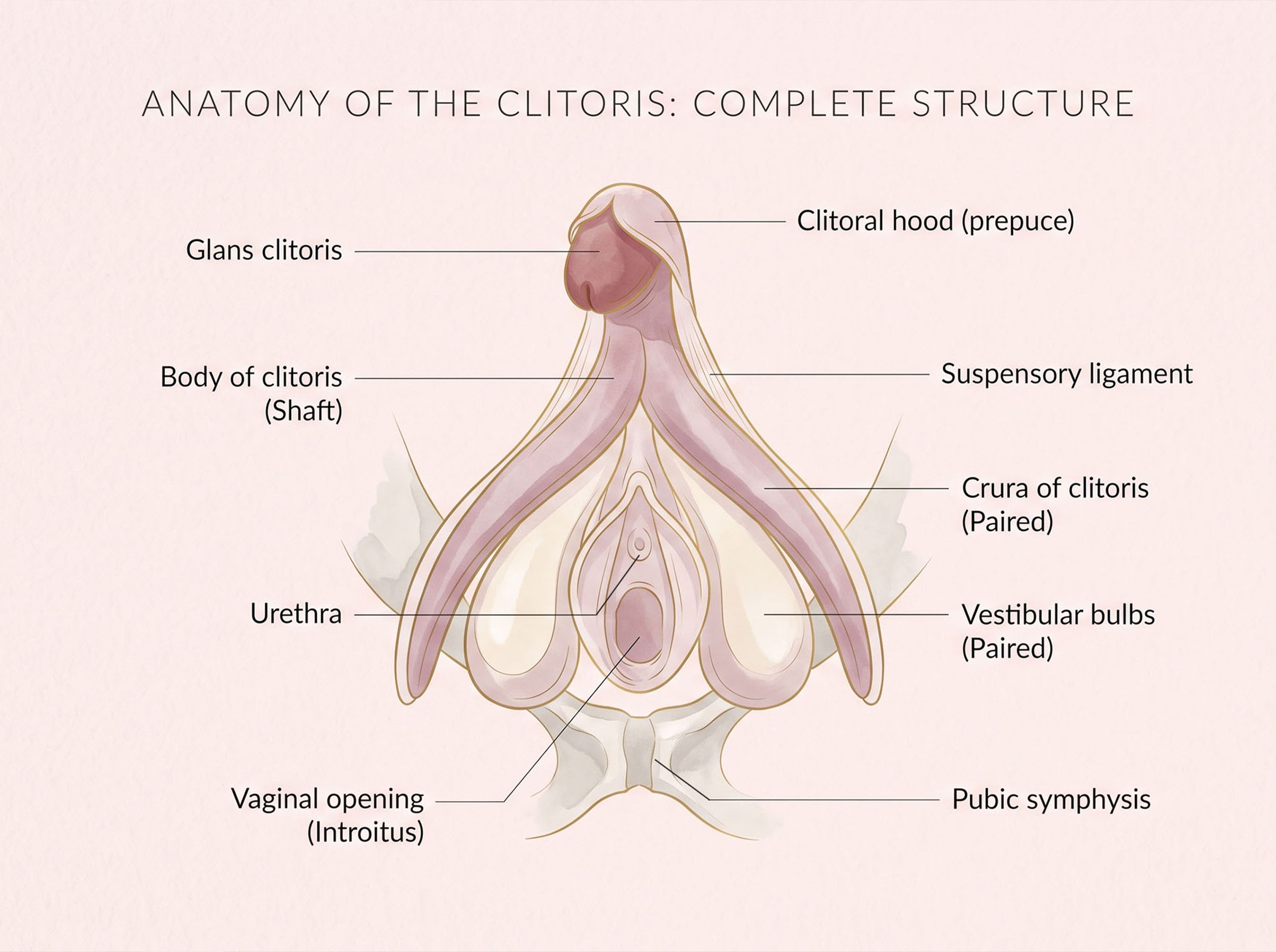 Elegant anatomical illustration of the full clitoral structure showing the glans, body, crura and vestibular bulbs