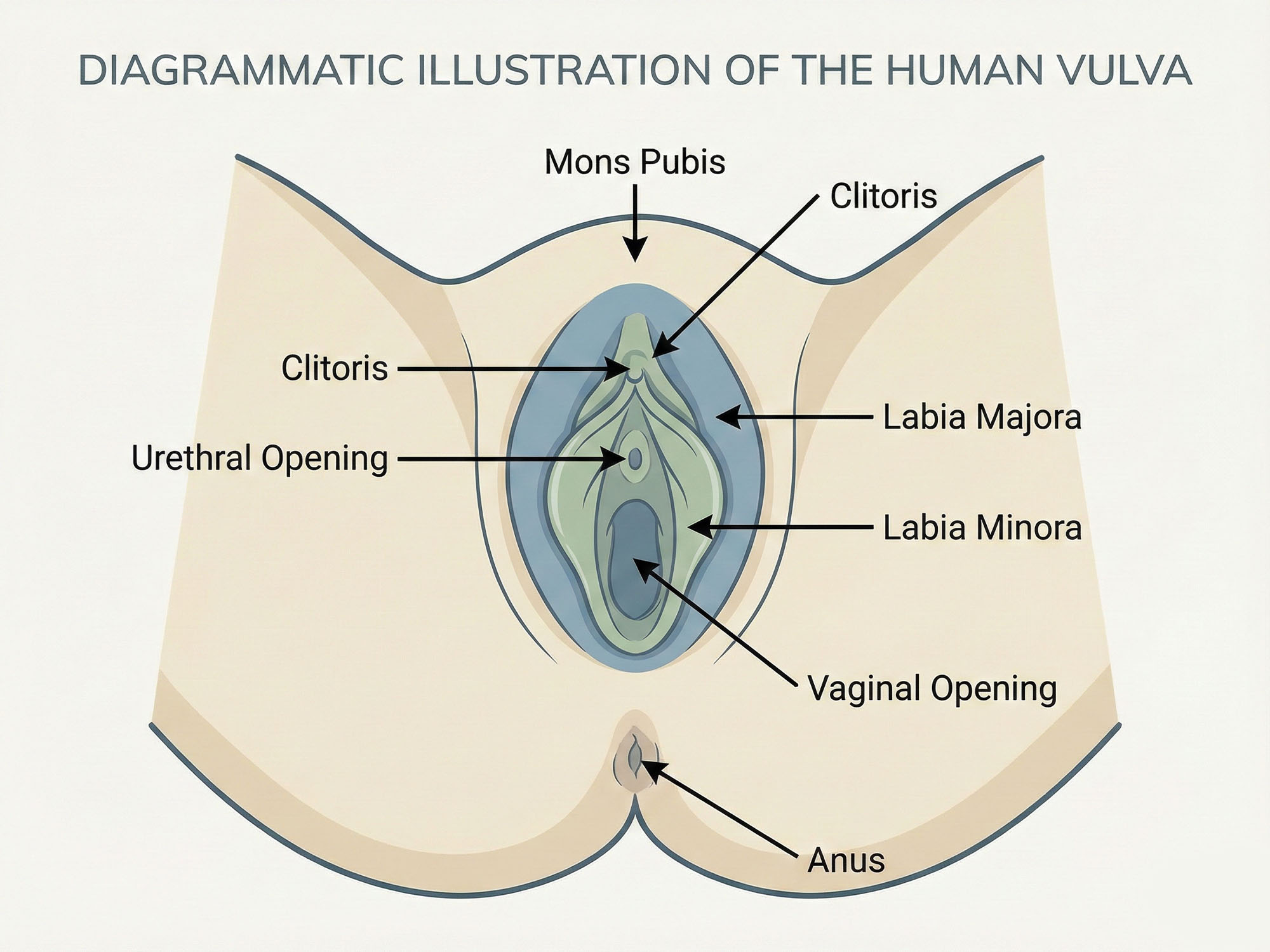 Diagrammatic medical illustration of the female vulva.
