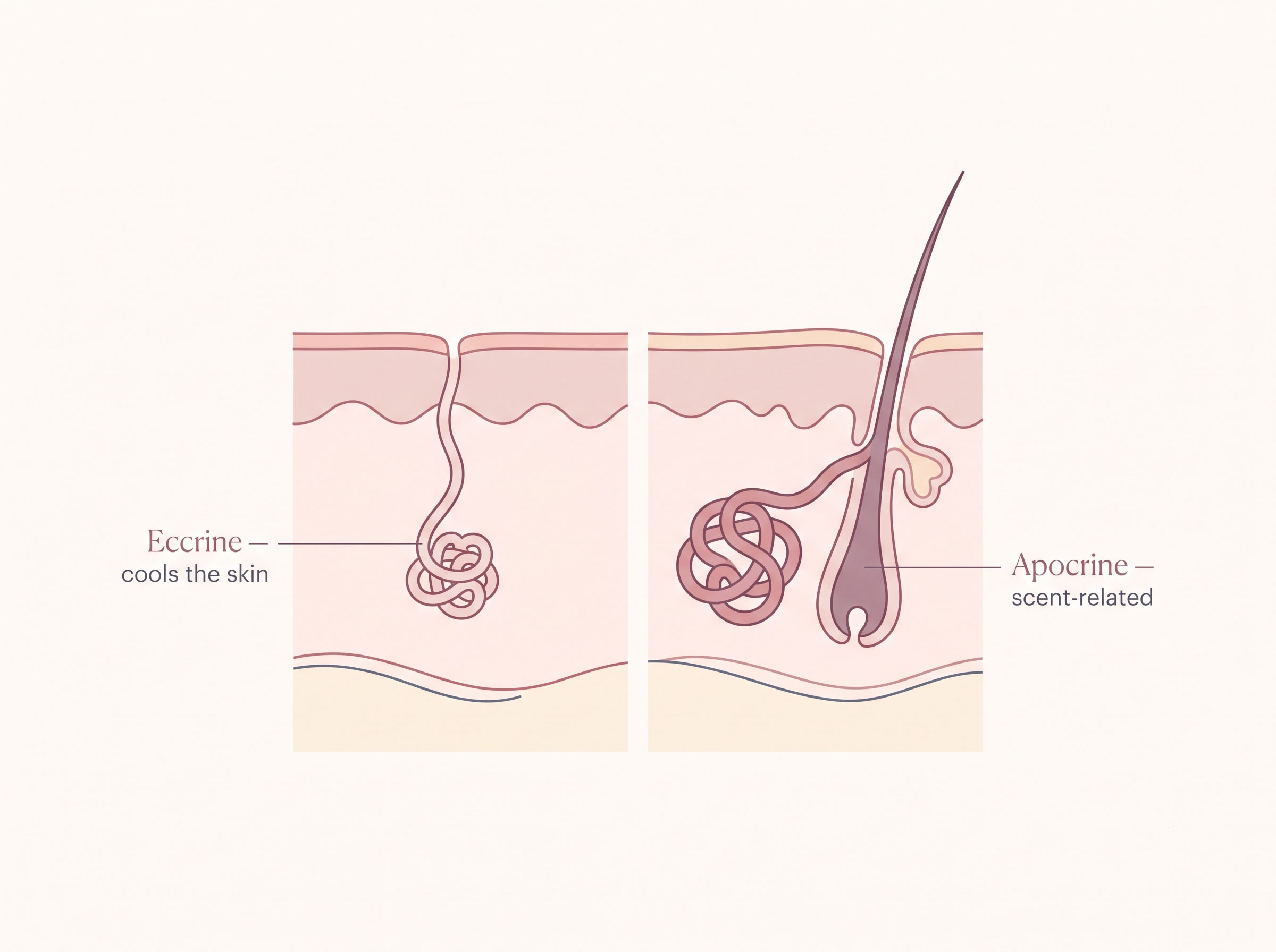 Soft editorial cross-section diagram comparing eccrine and apocrine sweat glands in human skin