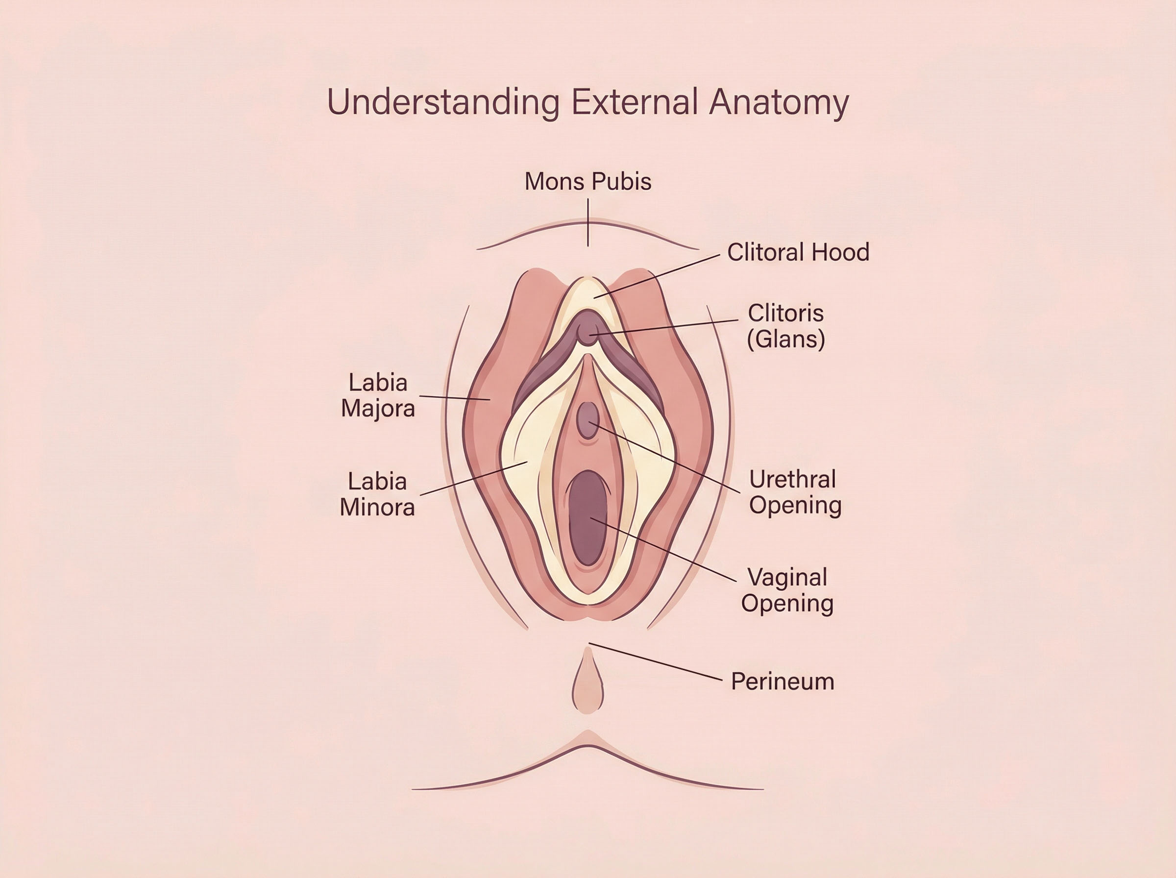 Illustrated diagram of external female anatomy including the vulva and clitoris structure