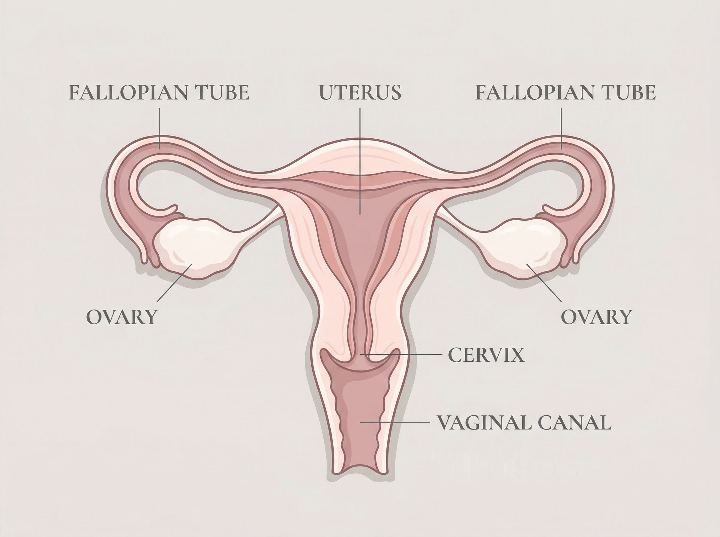 A soft illustrated diagram of the internal female reproductive system, including the uterus, ovaries, fallopian tubes, cervix, and vagina
