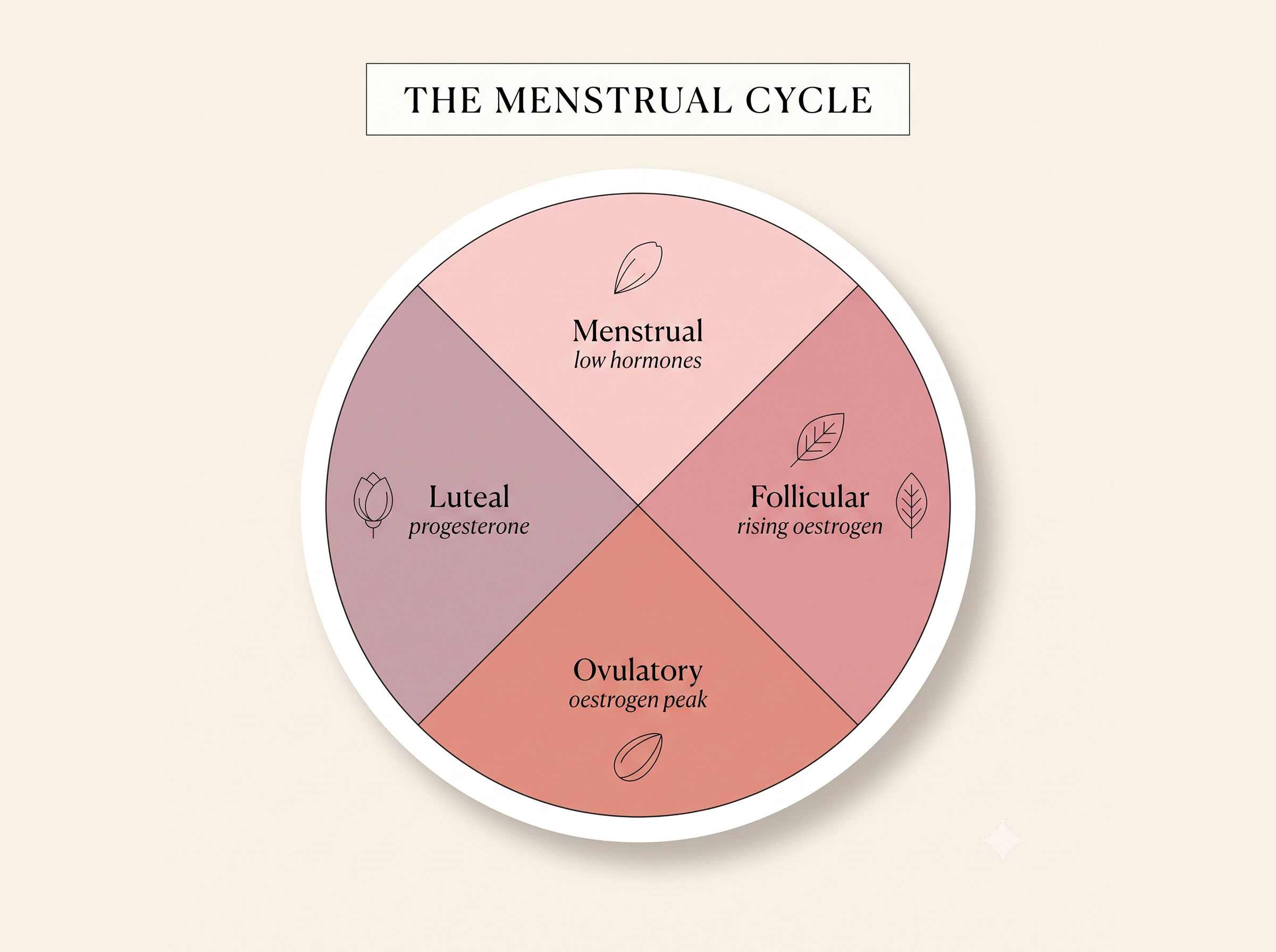 Illustrated wheel diagram showing the four phases of the menstrual cycle with dominant hormones for each phase