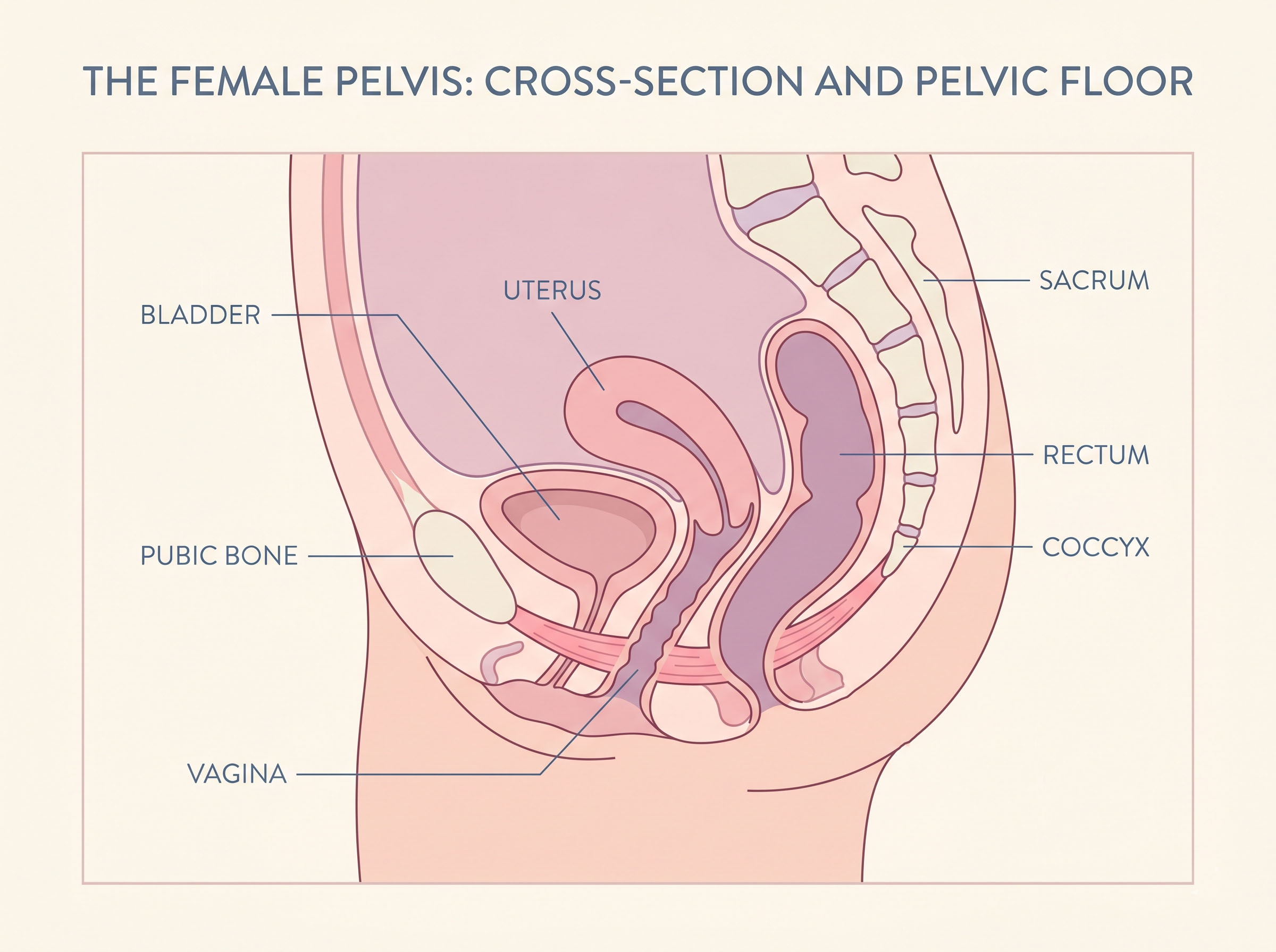 Simple illustrated cross-section diagram of the female pelvis showing the pelvic floor muscle group