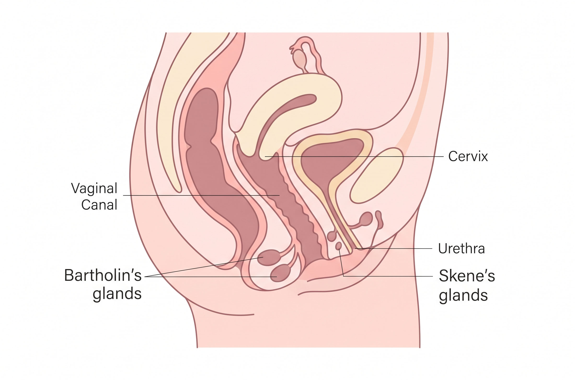 Illustrated diagram of the female reproductive anatomy showing the vaginal canal, cervix, Bartholin's glands, and Skene's glands