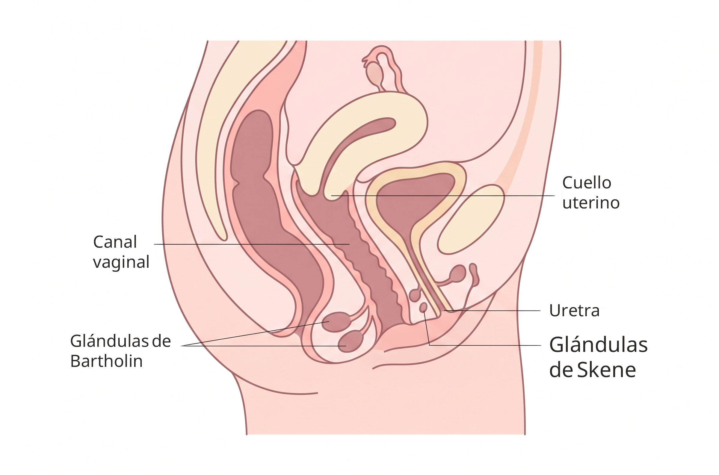Diagrama ilustrado de la anatomía reproductiva femenina que muestra el canal vaginal, el cuello uterino, las glándulas de Bartolino y las glándulas de Skene
