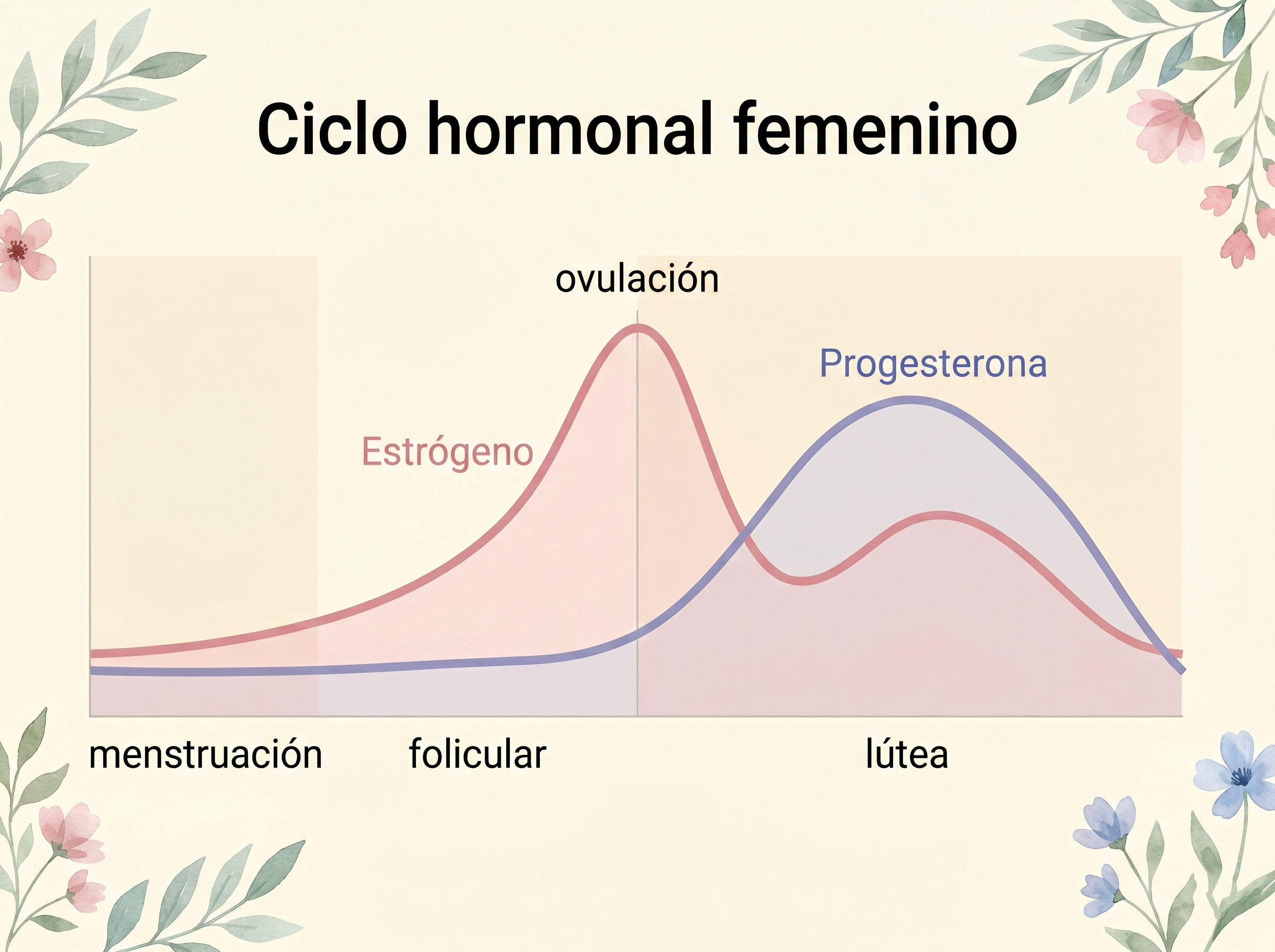 Diagrama de las fases del ciclo hormonal natural estrógeno progesterona ovulación