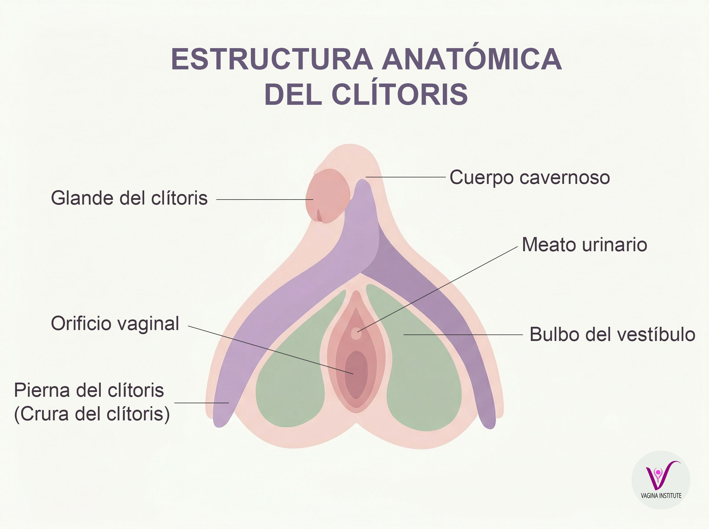 Ilustración anatómica que muestra la estructura interna completa del clítoris, incluyendo el glande, el cuerpo, los pilares y los bulbos vestibulares