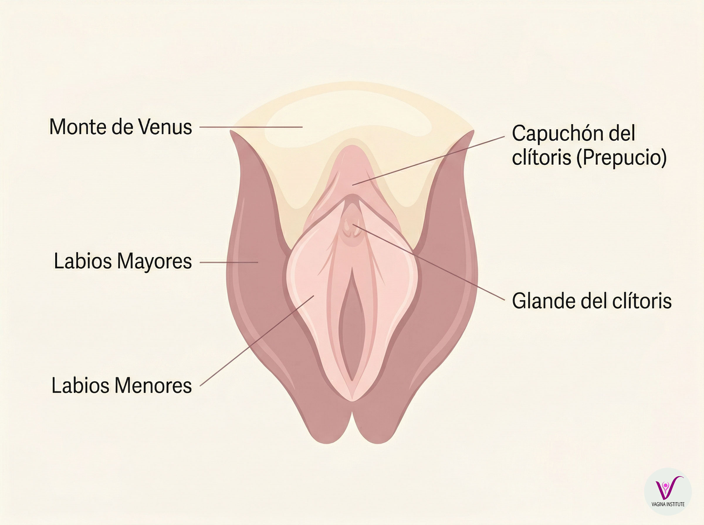 Diagrama anatómico suave que muestra la anatomía externa femenina incluyendo el capuchón del clítoris y el glande