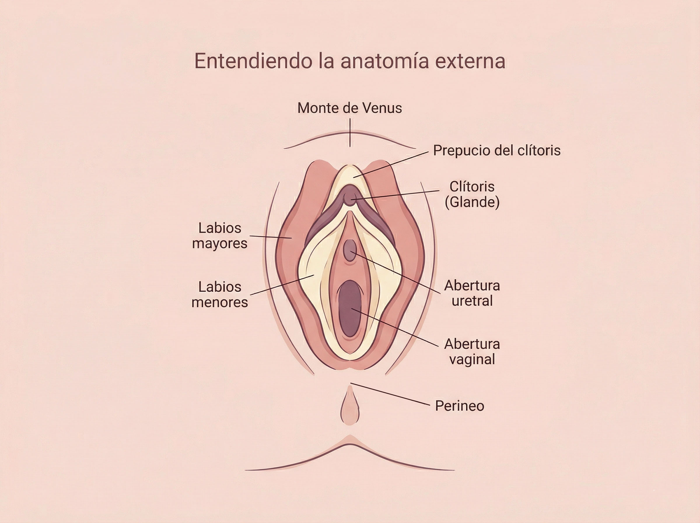 Diagrama ilustrado de la anatomía externa femenina incluyendo la estructura de la vulva y el clítoris
