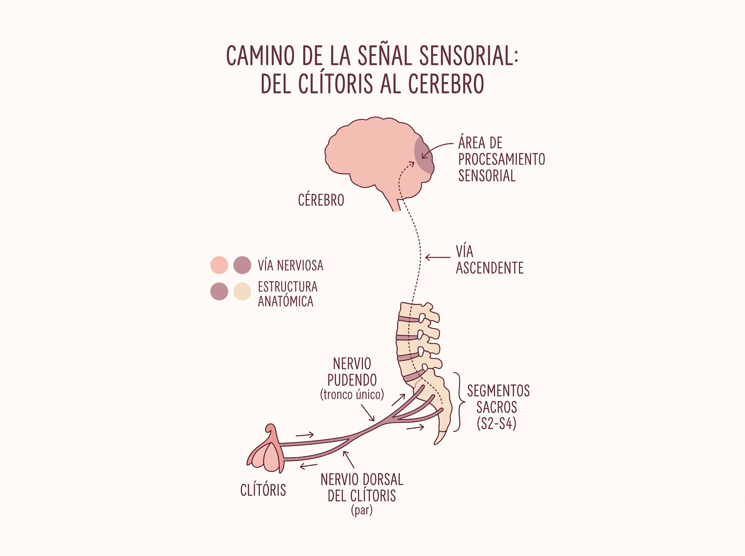 Diagrama educativo que muestra cómo viajan las señales sensoriales desde el clítoris a lo largo del nervio dorsal y el nervio pudendo hacia la médula espinal sacra y el cerebro