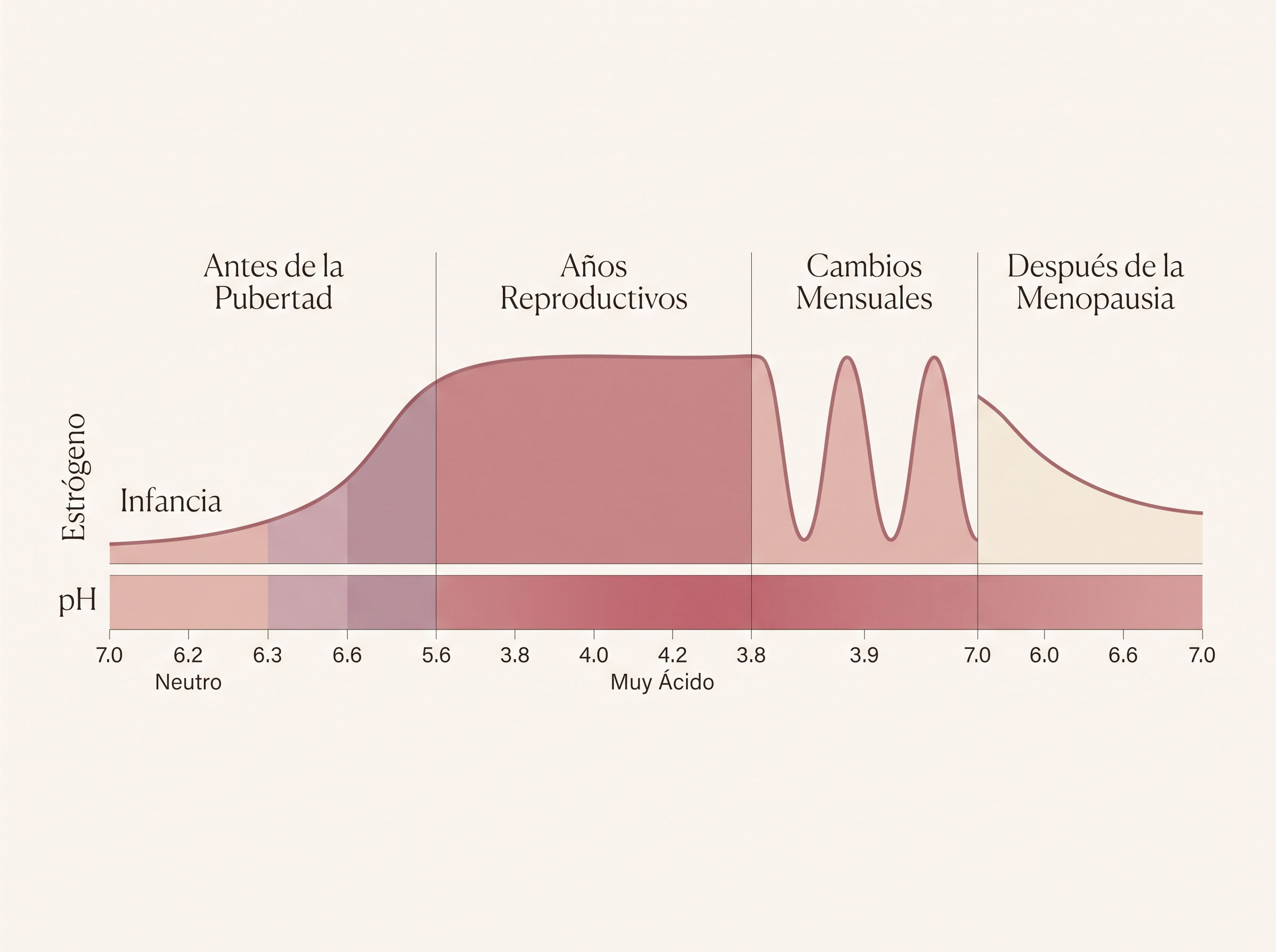 Diagrama que muestra cómo el glucógeno de las células de la pared vaginal se descompone y es convertido por los Lactobacillus en ácido láctico, disminuyendo el pH vaginal