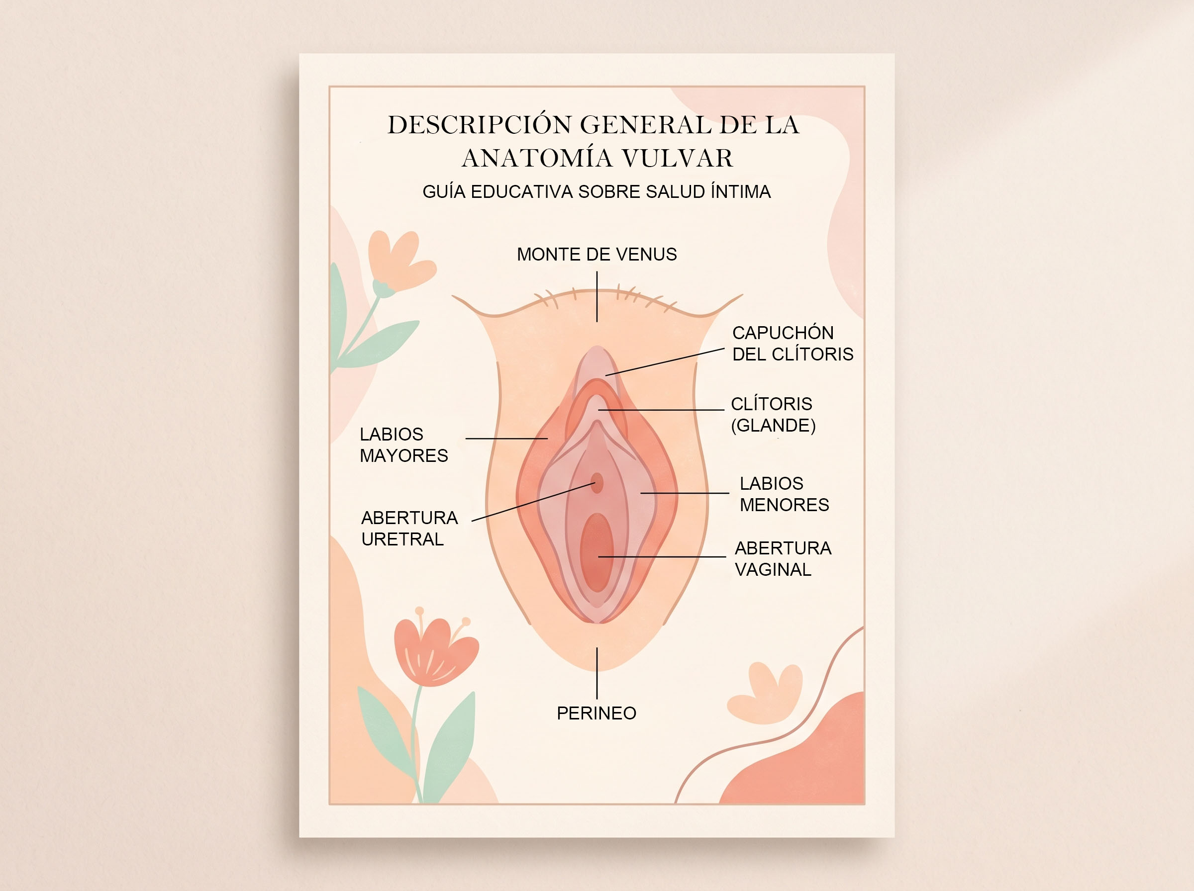 Diagrama ilustrado simple que muestra la anatomía externa de la vulva con partes etiquetadas para contexto educativo de higiene femenina