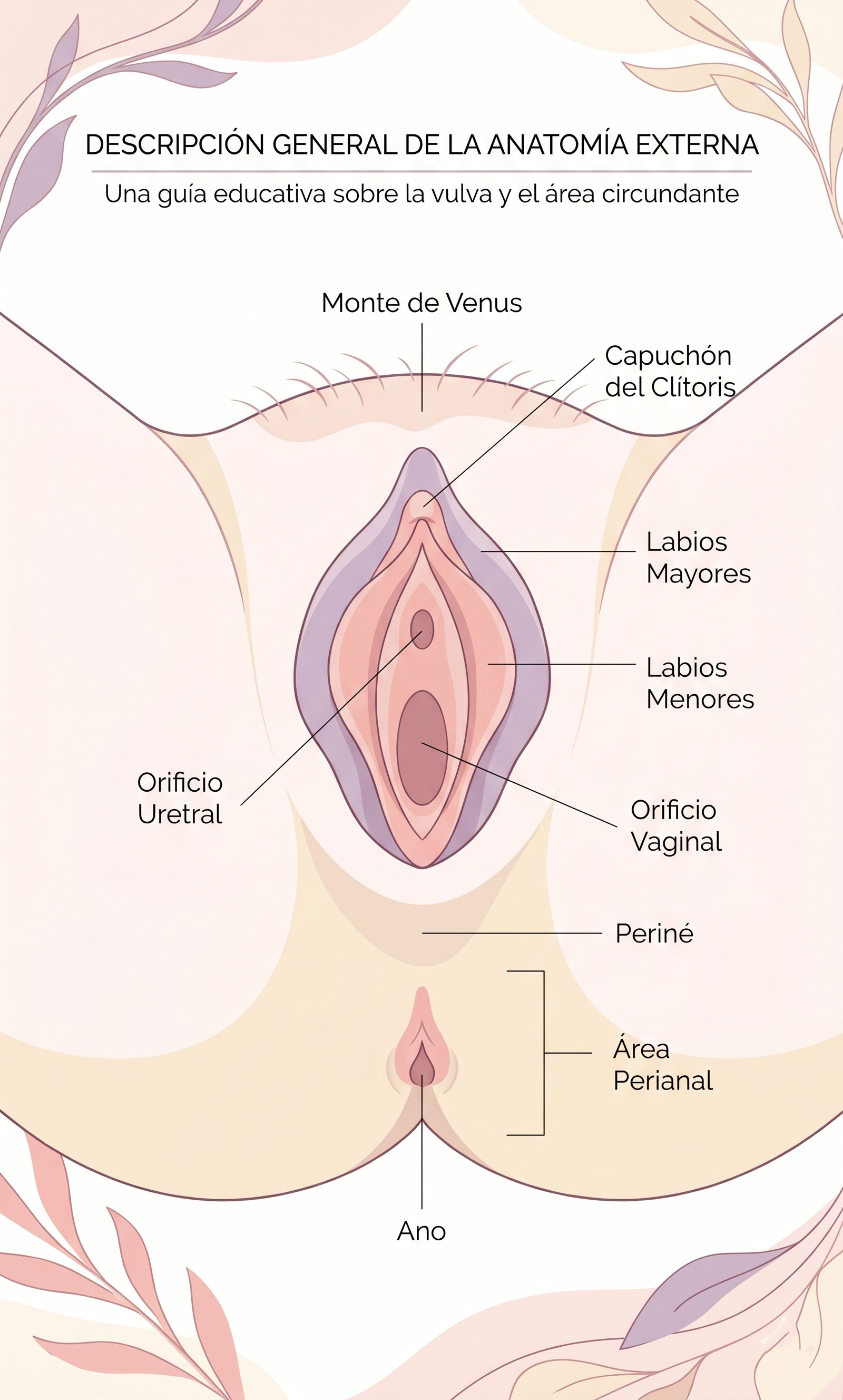 Ilustración suave en tonos pastel que muestra la anatomía aproximada de la región vulvar y perineal, educativa y no gráfica