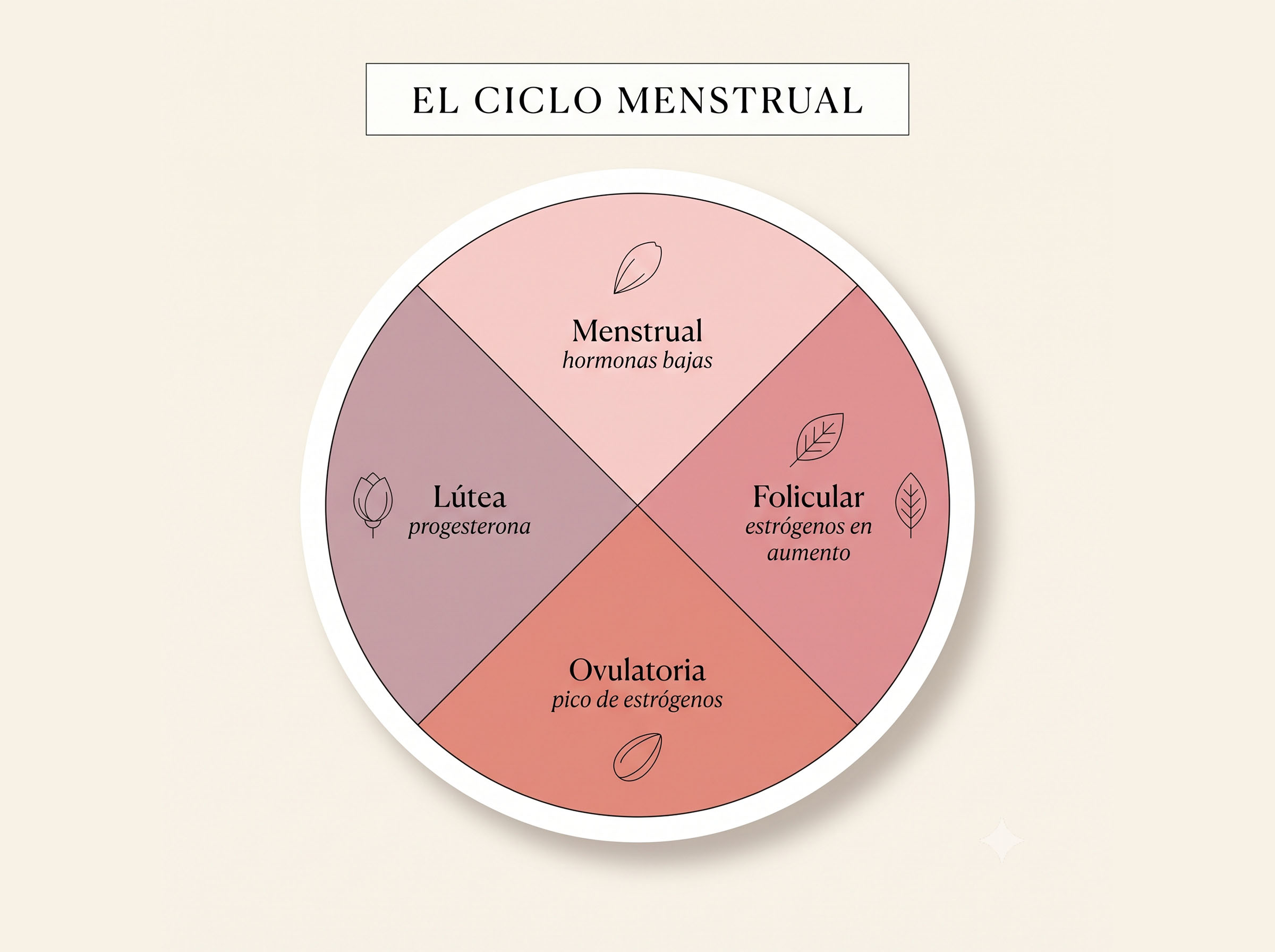 Diagrama de rueda ilustrado que muestra las cuatro fases del ciclo menstrual con las hormonas dominantes para cada fase