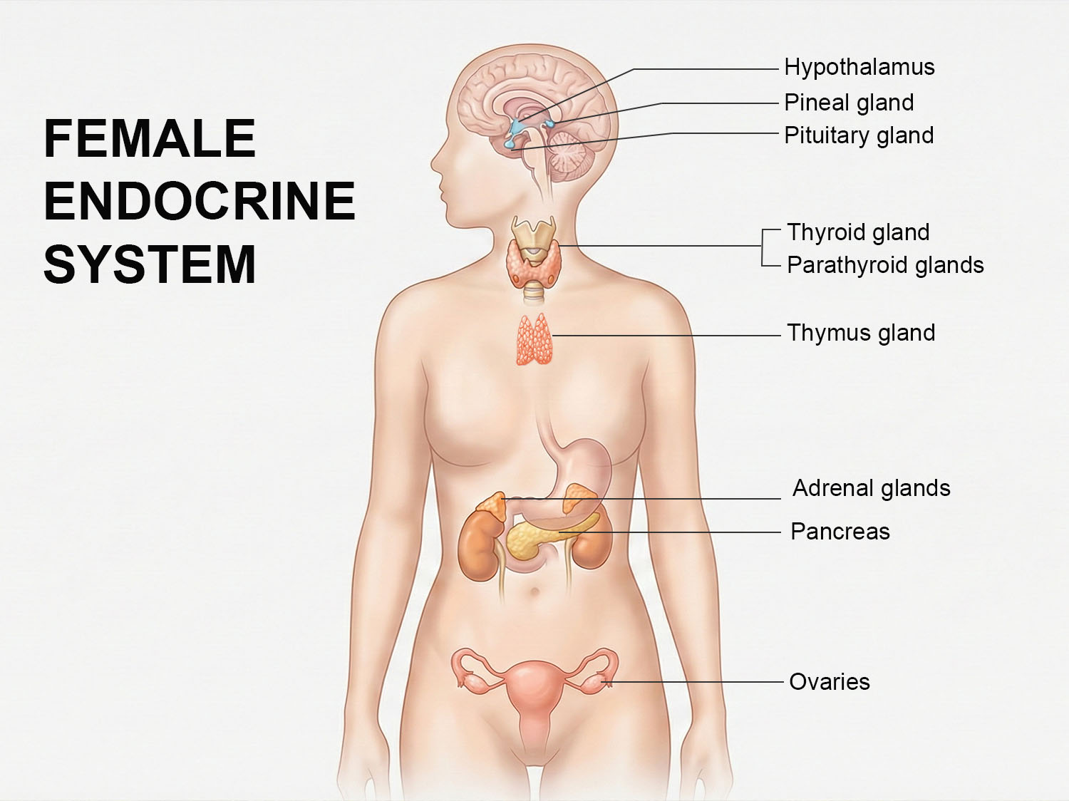 Système endocrinien féminin