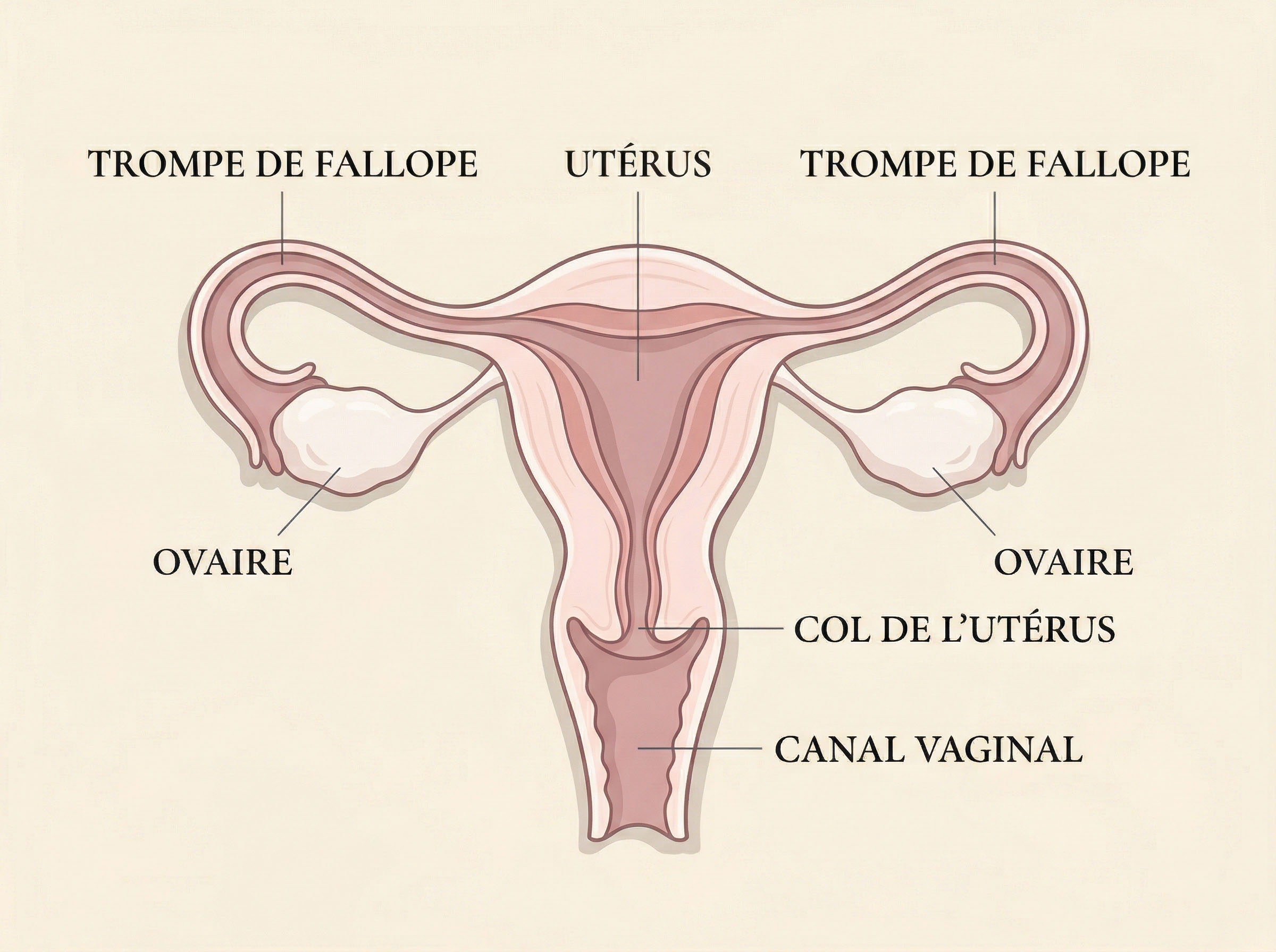Un diagramme illustré avec douceur du système reproducteur féminin interne, incluant l'utérus, les ovaires, les trompes de Fallope, le col de l'utérus et le vagin