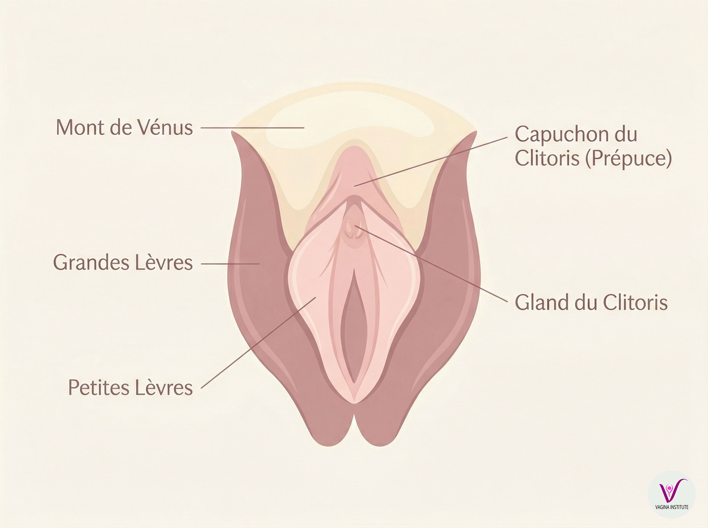 Schéma anatomique doux montrant l'anatomie externe féminine, incluant le capuchon clitoridien et le gland du clitoris