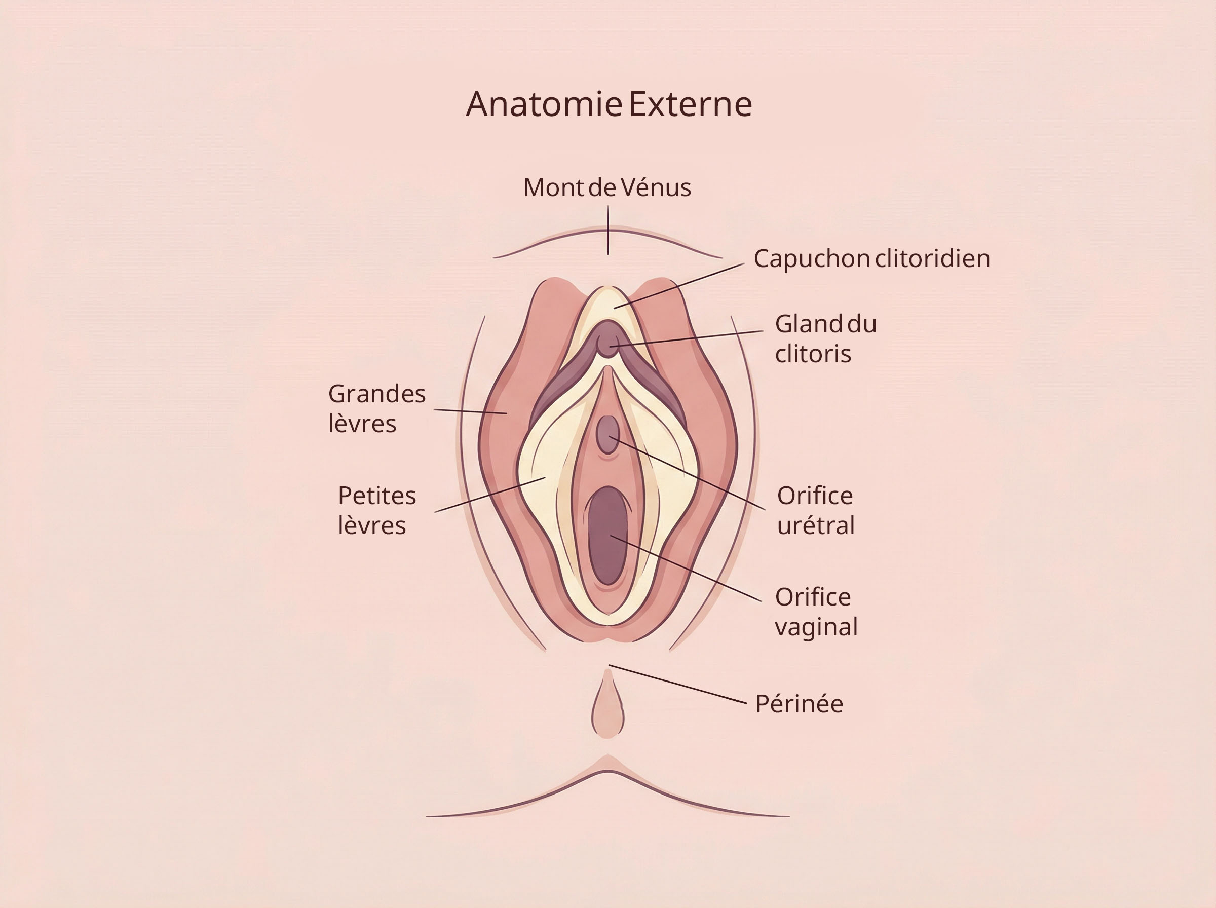 Schéma illustré de l'anatomie féminine externe incluant la structure de la vulve et du clitoris