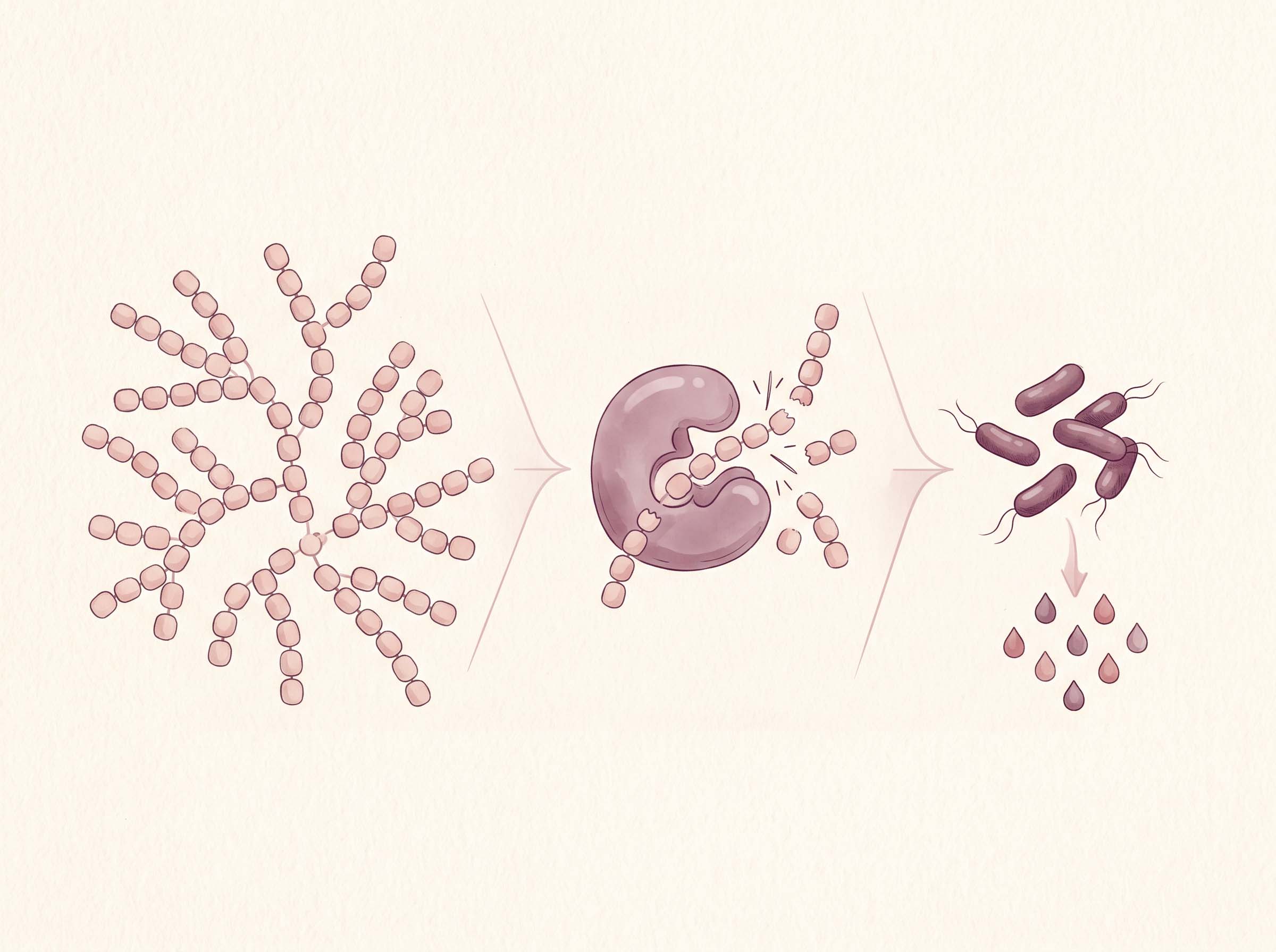 Diagram showing glycogen broken into sugar fragments by enzyme action and fermented by Lactobacillus into lactic acid