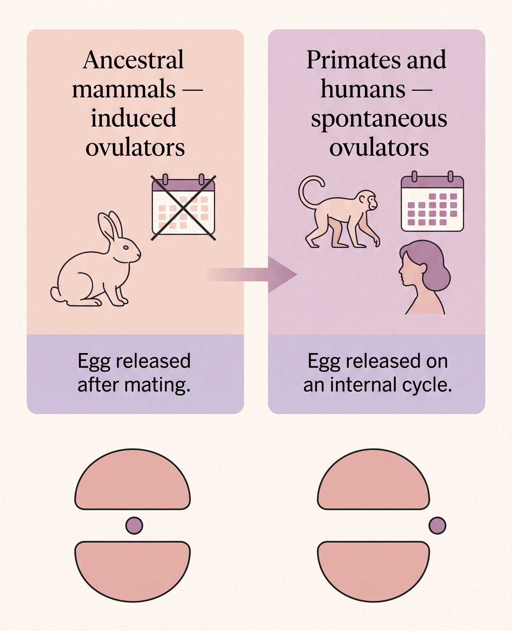 Illustrated diagram comparing induced ovulators like the rabbit with spontaneous ovulators like primates and humans, showing the clitoris moving outward from the copulatory canal