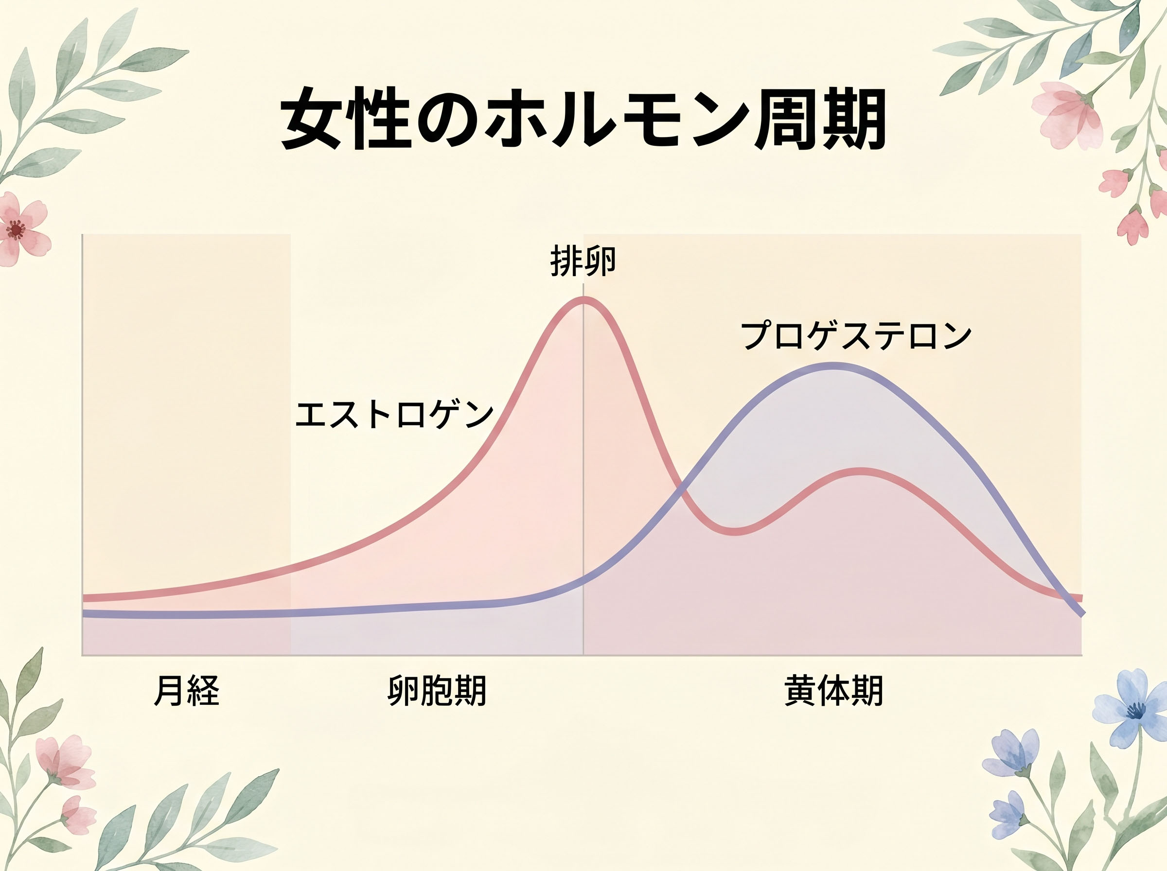 エストロゲン、プロゲステロン、排卵を伴う自然なホルモンサイクルの段階の図